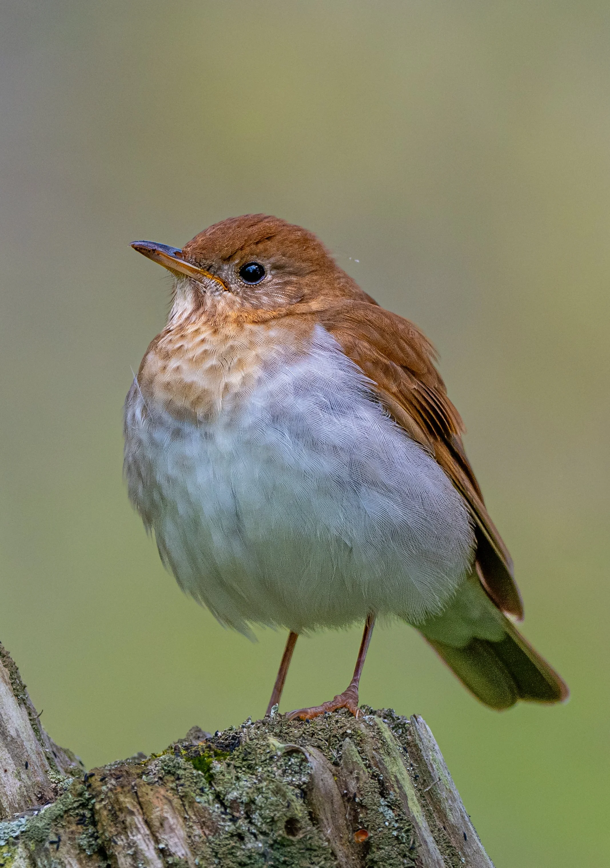 A Veery perched on a moss-covered log in Point Pelee National Park, Ontario. Photo by Terry Parker.