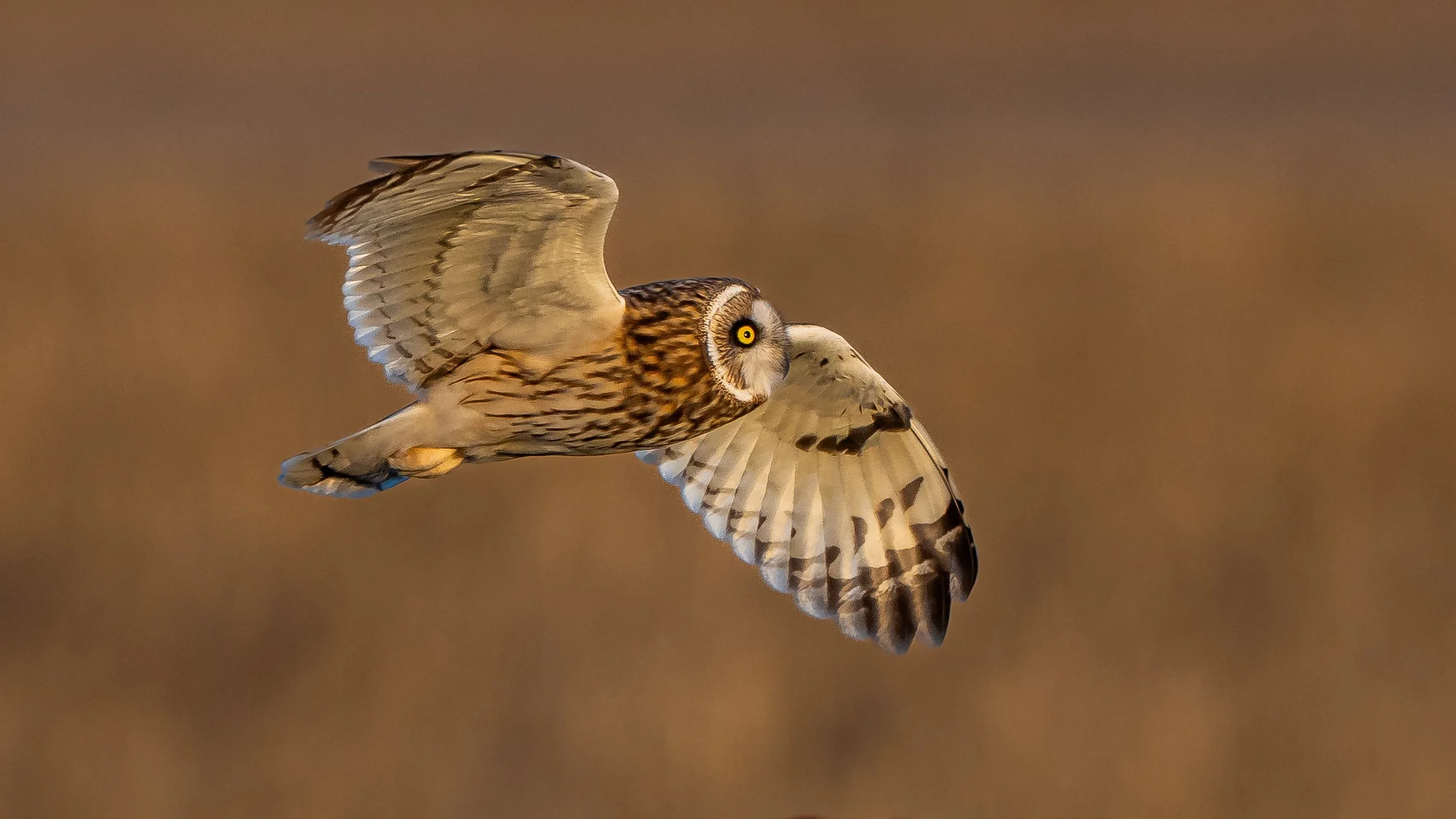 A Short-eared Owl in flight with its wings spread, showing its brown and white feather pattern, against a blurred brown background at Long Point, Ontario. Photo by Terry Parker.