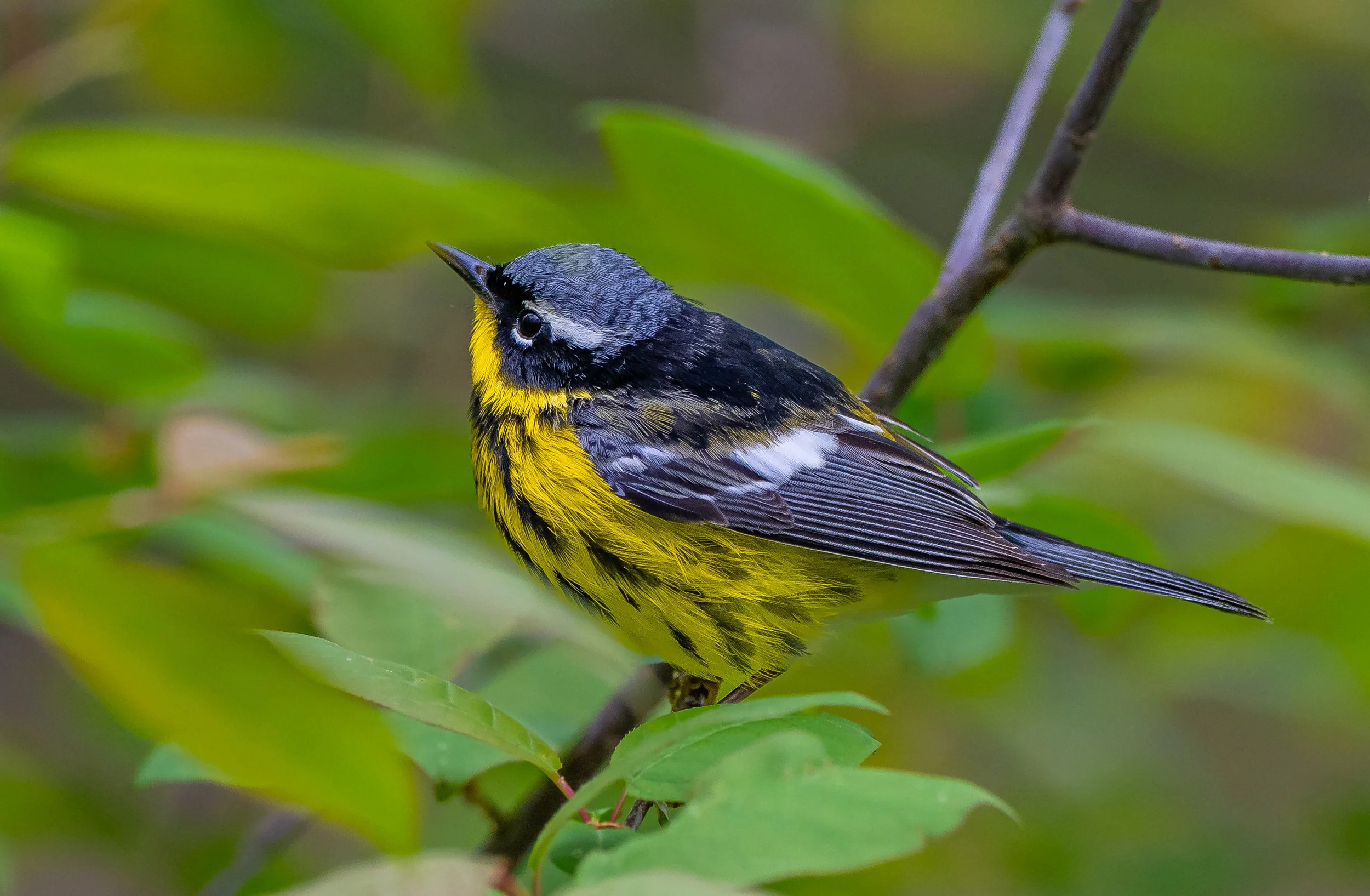 Full body photo of a Magnolia Warbler, taken in Pt. Pelee National Park. Photo by Terry Parker.