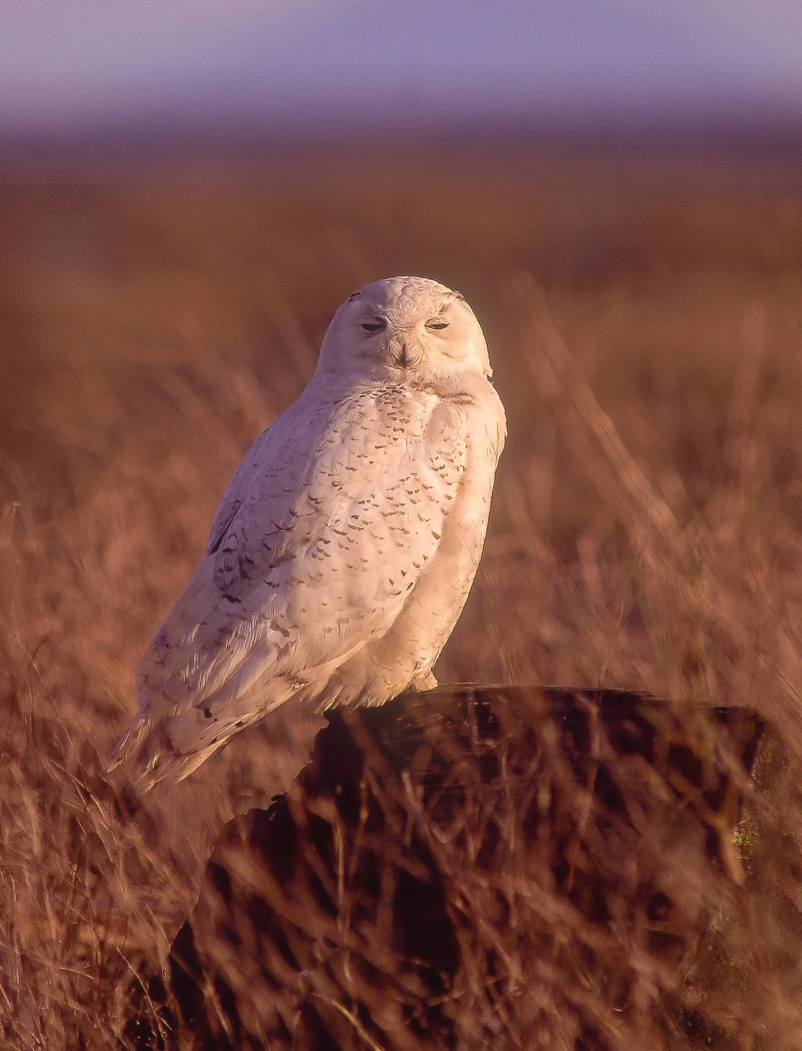 A Snowy Owl perched on a patch of dried grass with a blurred background of earthy tones and purple sky. Photo by Terry Parker.