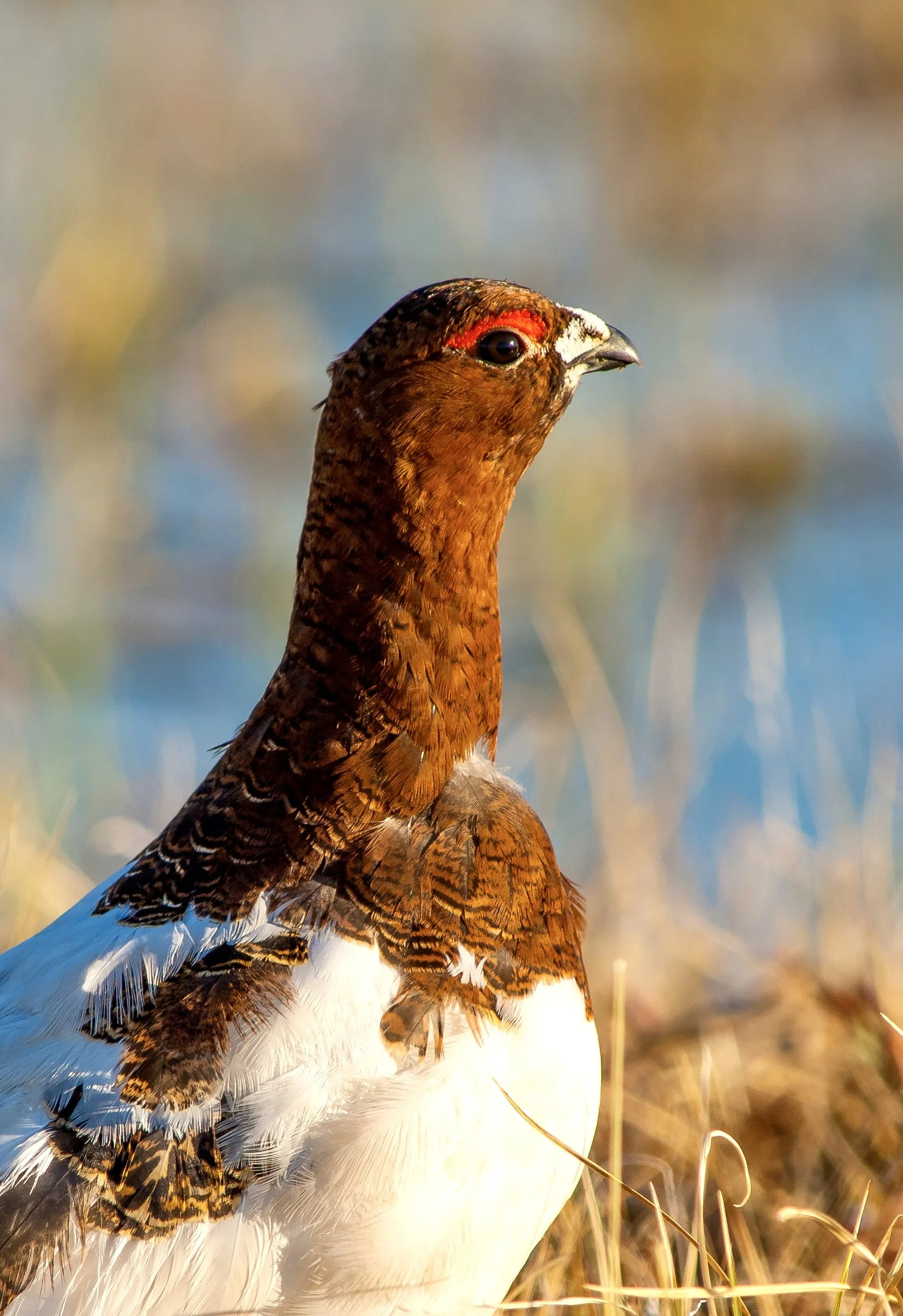 Willow Ptarmigan basking in sunlight photographed by Terry Parker in the North West Territories of Canada.