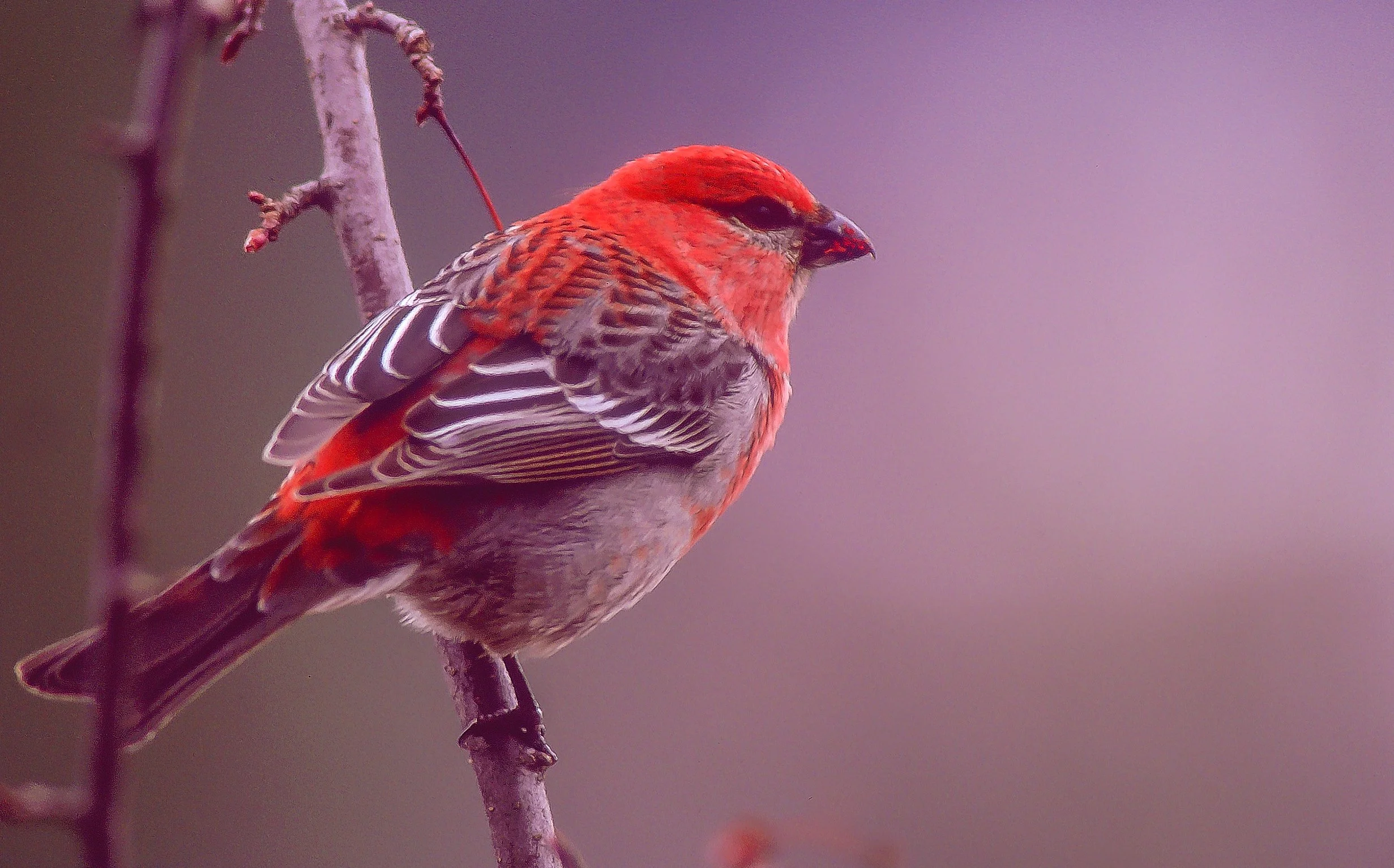 A Pine Grosbeak perched on a thin branch with a blurred purple and gray background. Photo by Terry Parker.