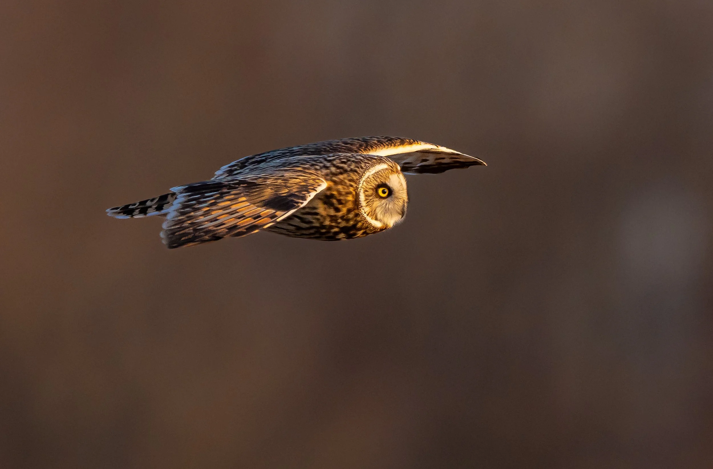 A Short-eared Owl flying with wings extended, showing detailed feather patterns against a blurred brown background. Photo by Terry Parker.