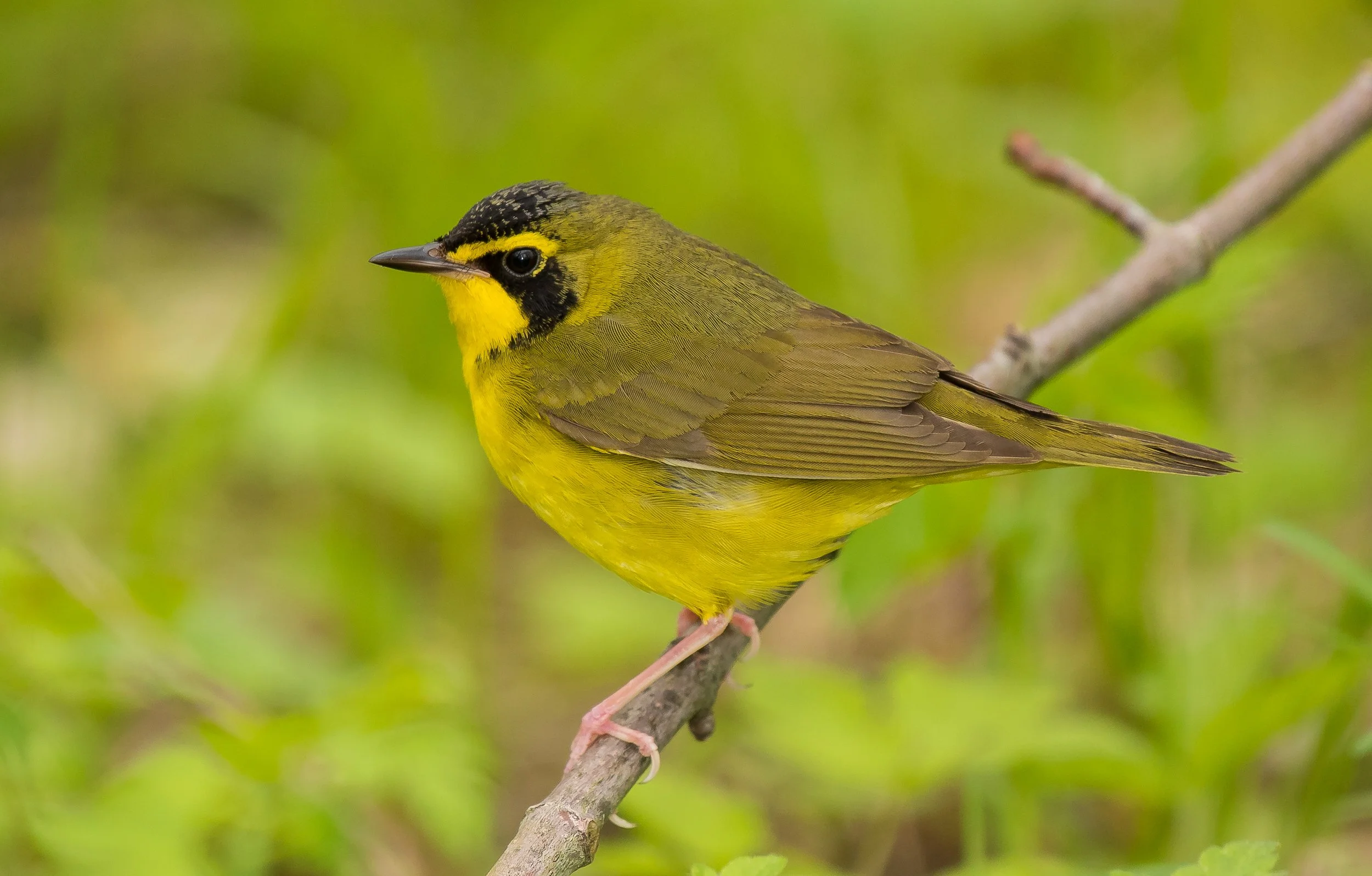 A Kentucky Warbler with a black face mask and eye-stripe, perched on a slender branch with a blurred green background. Pt. Pelee National Park. Photo by Terry Parker.