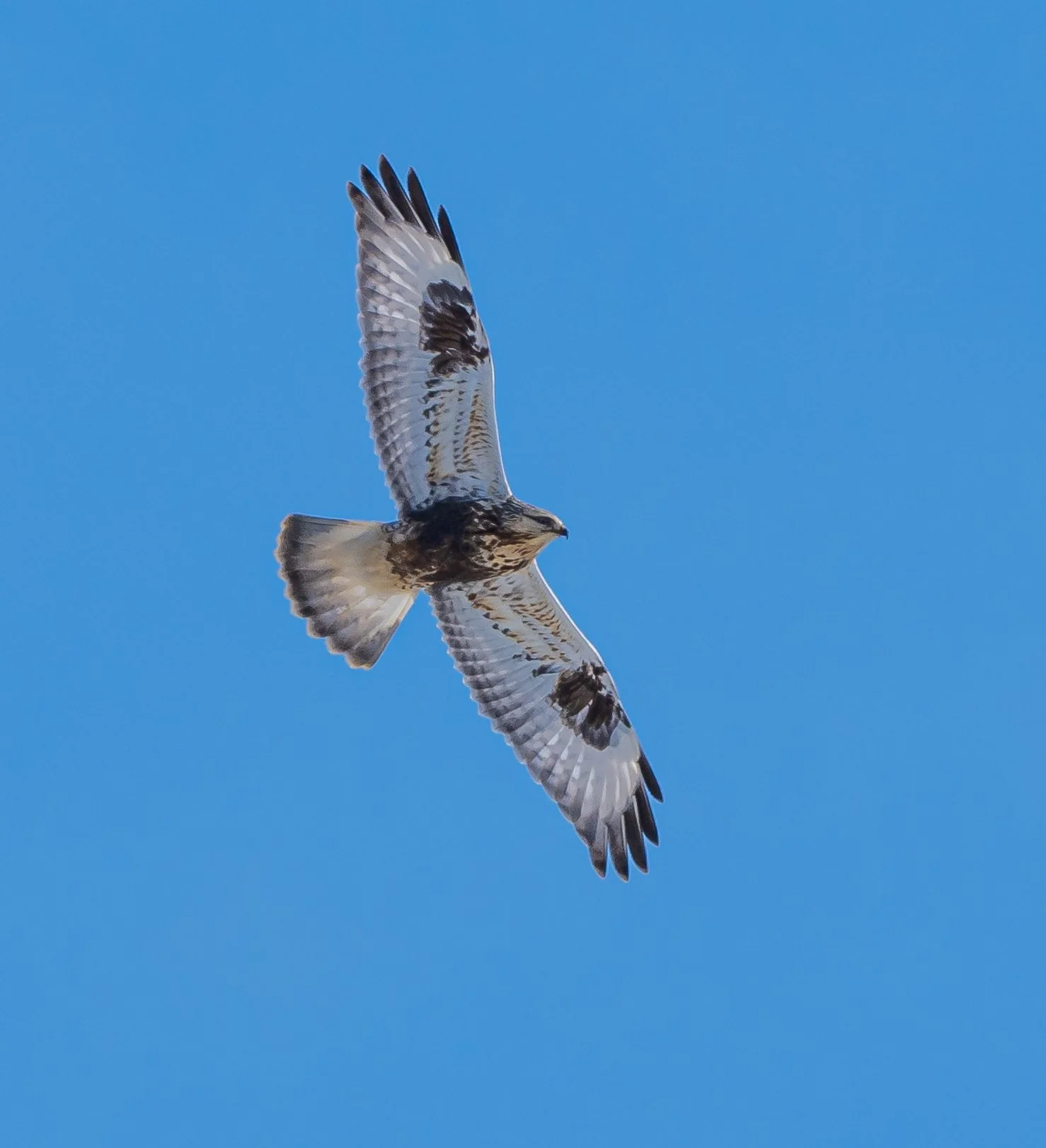 A Rough-legged Hawk, a bird of prey/raptor, flying in a clear blue sky with wings spread wide, exhibiting white, black, and brown feather patterns in Elgin County, Ontario. Photo by Terry Parker. 