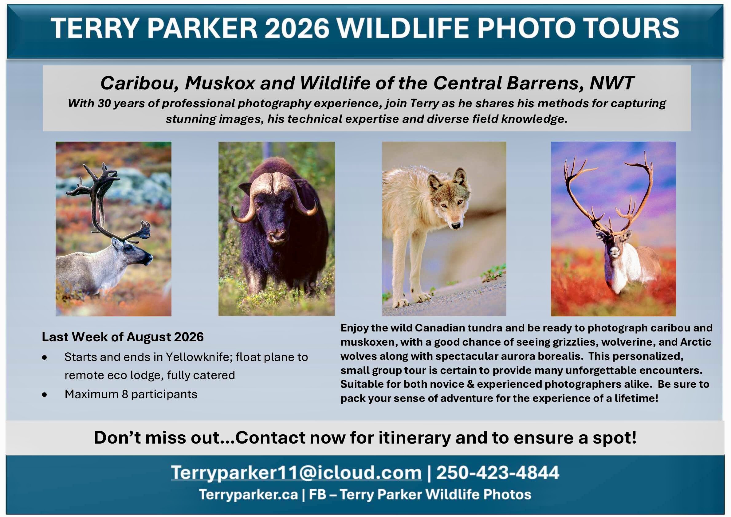 Flyer advertising Terry Parker's 2026 wildlife photo tours featuring caribou, muskox, wolves, and aurora borealis in the Central Barrens, NWT. Includes images of a caribou, muskox, wolf with details about the tour scheduled for August 23-31, 2026.