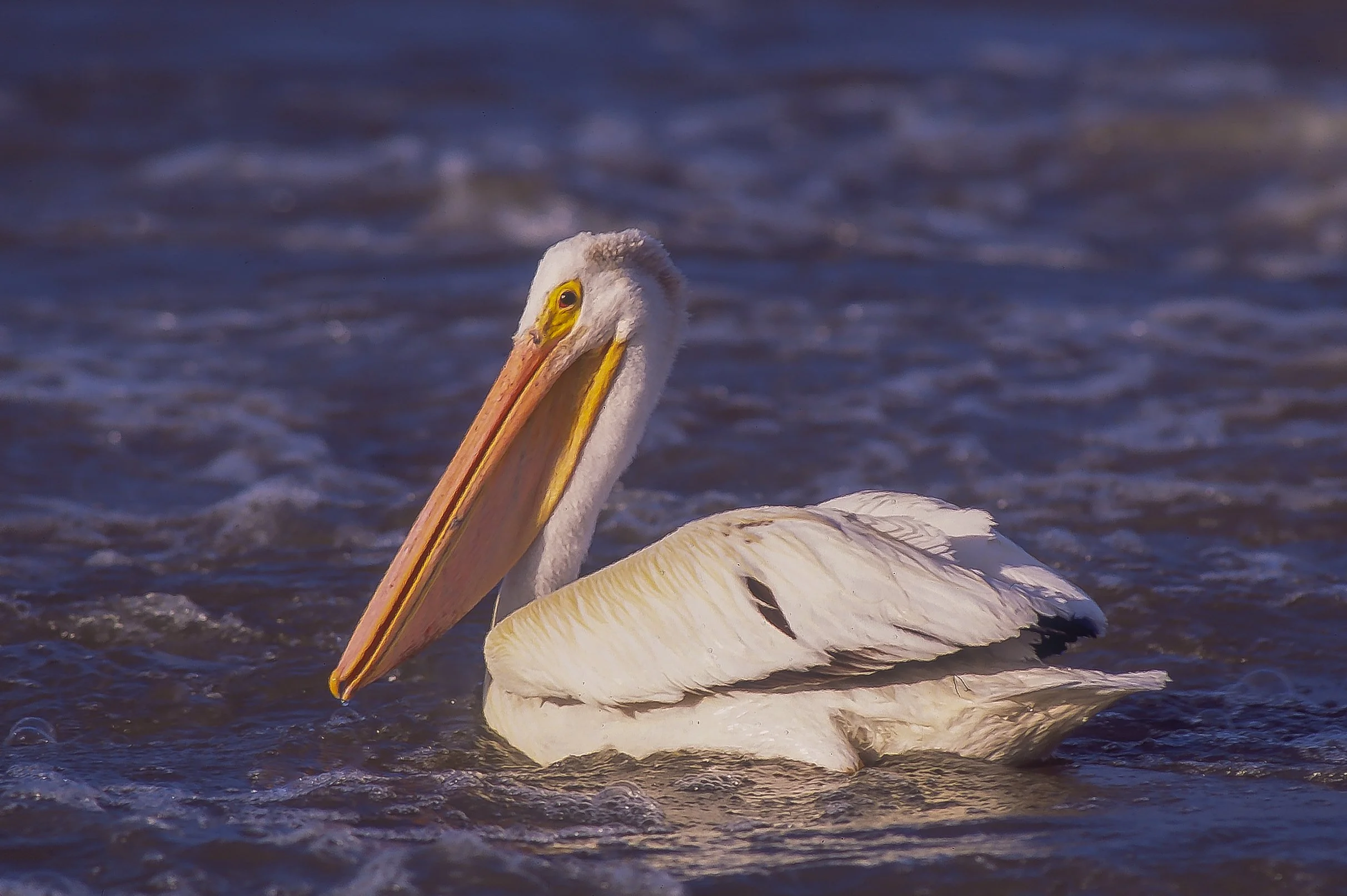An American White Pelican floating on water with a long beak and white feathers in NWT, Canada. Photo by Terry Parker.