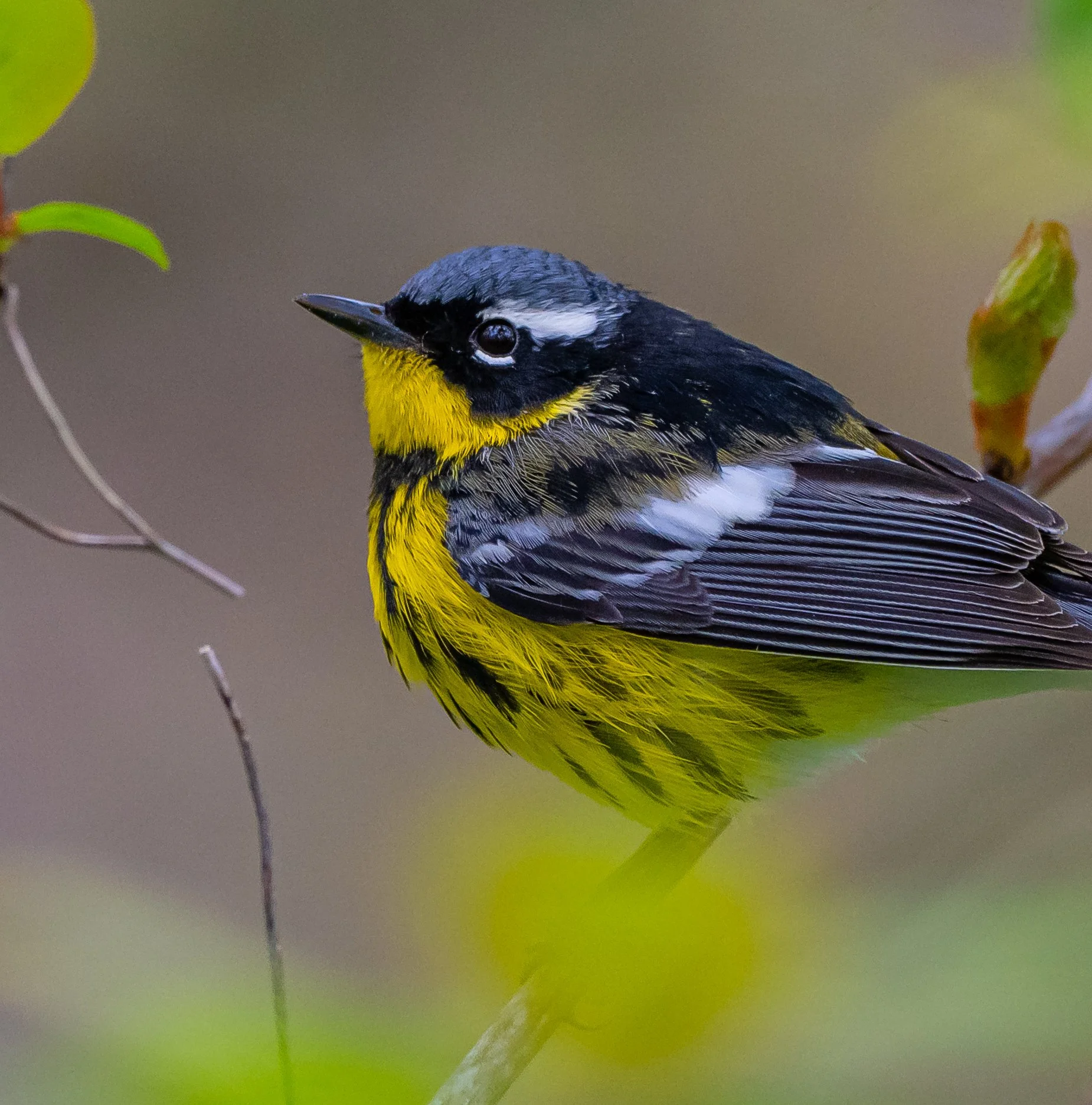 Side portrait of a Magnolia Warbler, taken in Pt. Pelee National Park. Photo by Terry Parker.