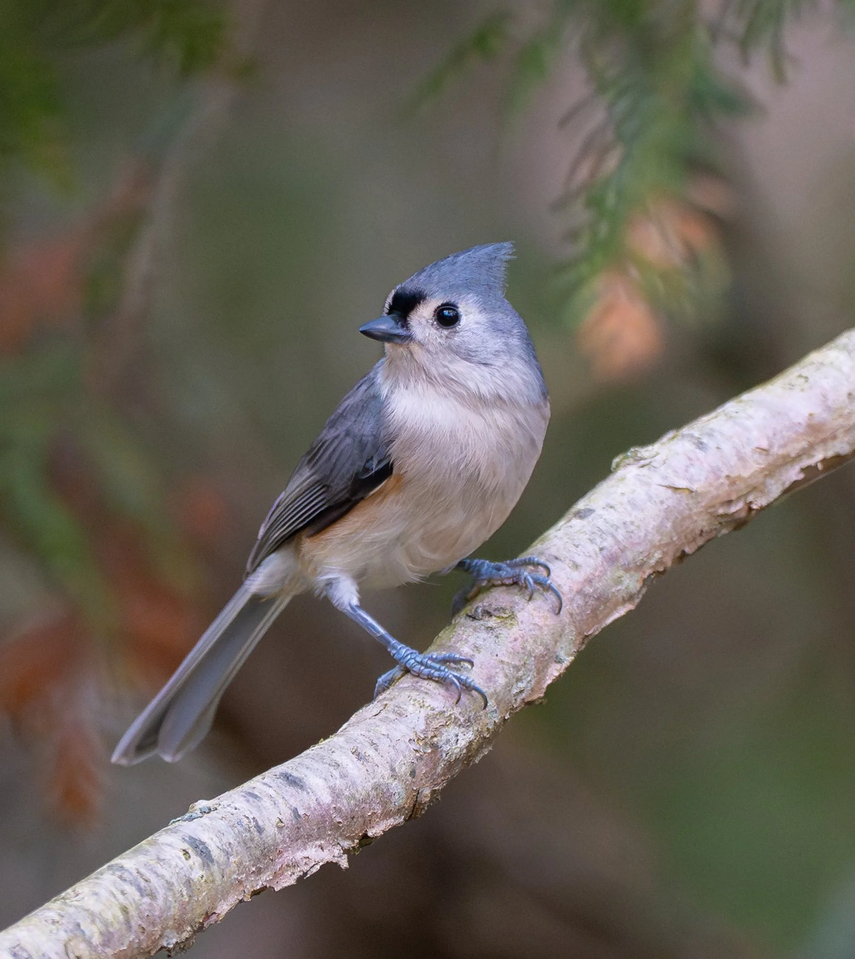 A Tufted Titmouse with grey and black plumage and a crest on its head, perched on a thin branch against a blurred natural background in Elgin County, Ontario. Photo by Terry Parker.