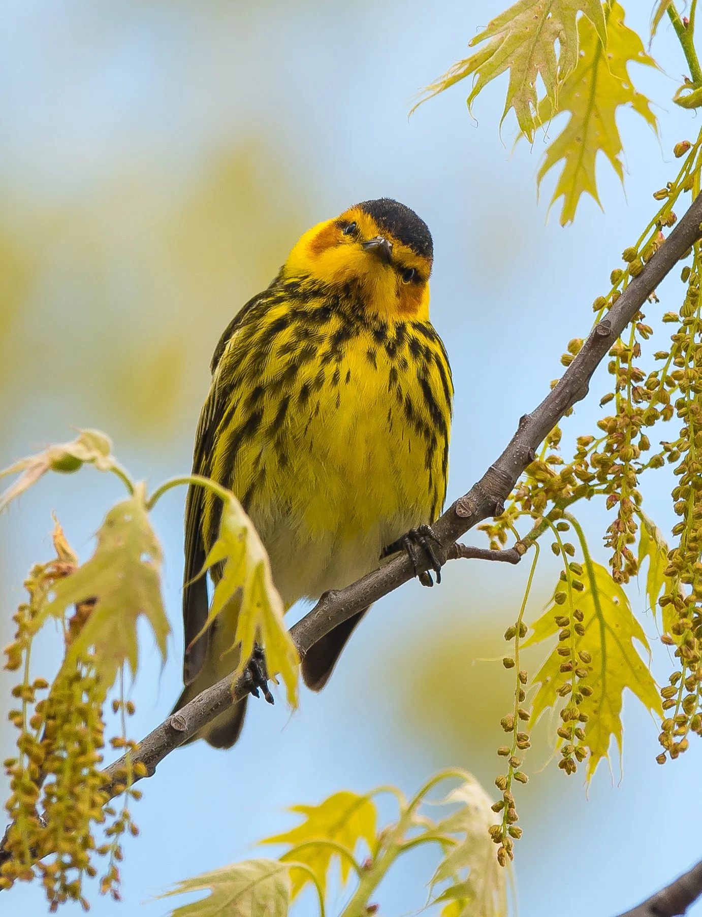 A colourful Cape May Warbler perched on a branch surrounded by yellow-green leaves against a blue sky. Pt. Pelee National Park. Photo by Terry Parker.