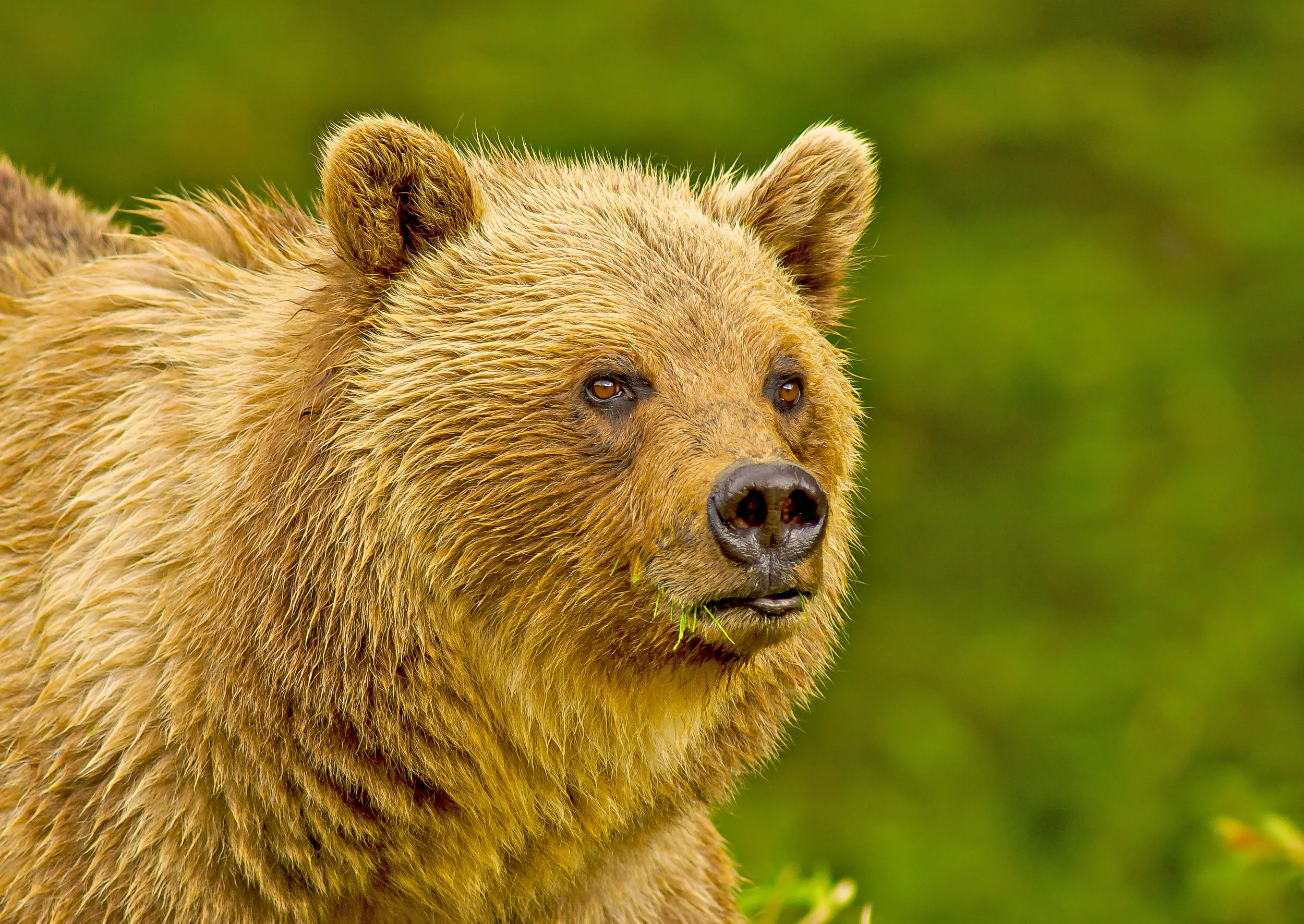 Close-up of a Grizzle bear in a green natural environment. Photo by Terry Parker.