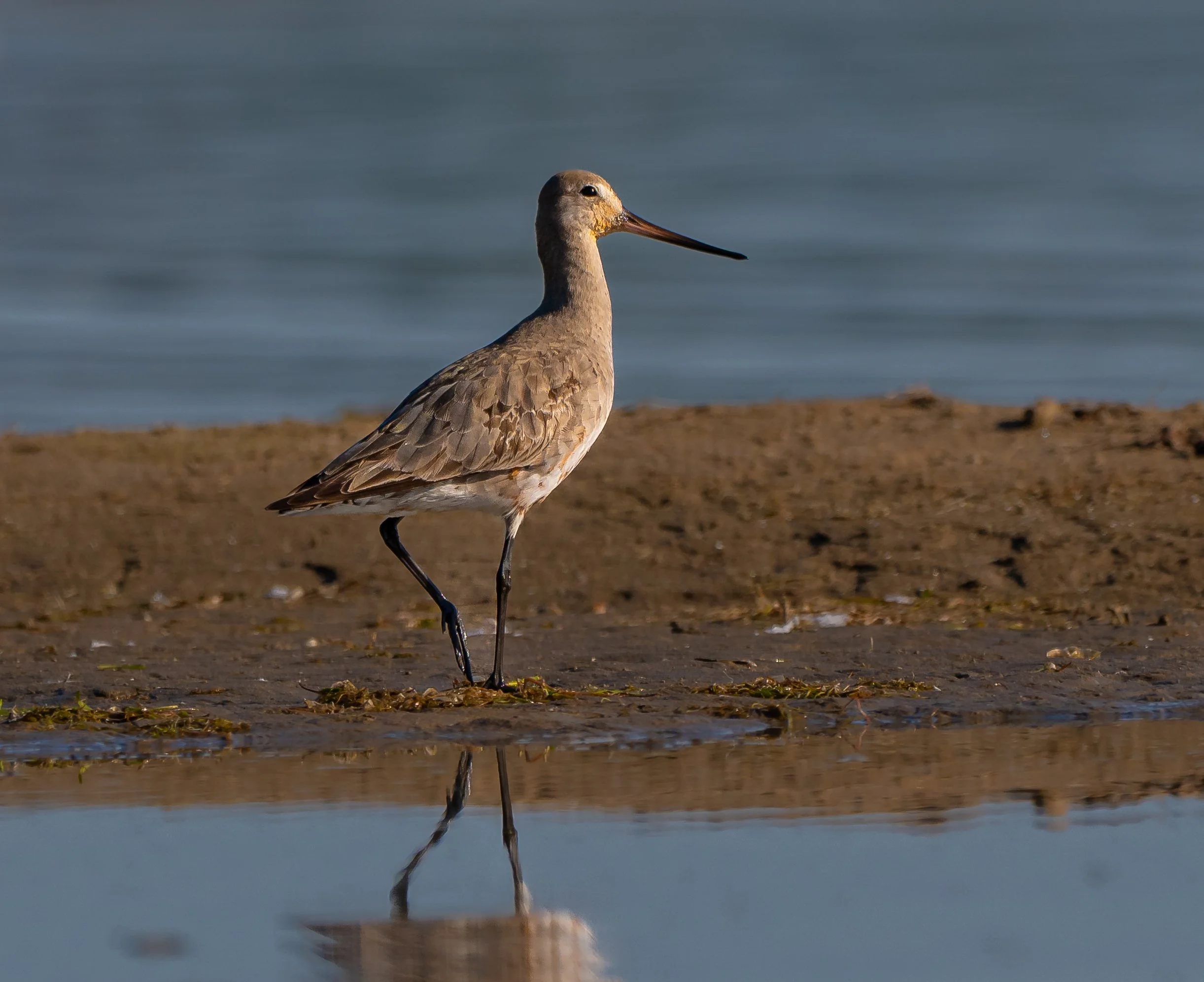 A long-legged Hudsonian Godwit with a slender, long beak standing on a muddy shore with water in the background in Turkey Point, Norfolk County, Ontario. Photo by Terry Parker.