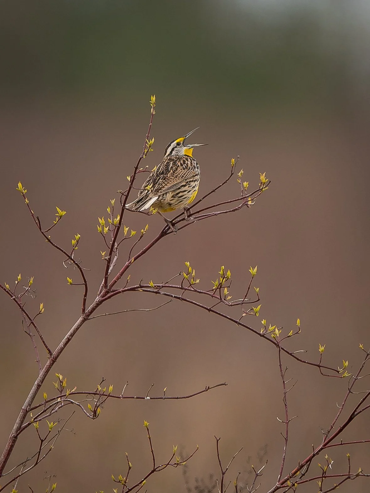 An Eastern Meadowlark perched on thin branches of a small tree with budding green leaves, singing with beak open against a blurred natural background in Elgin County, Ontario. Photo by Terry Parker.