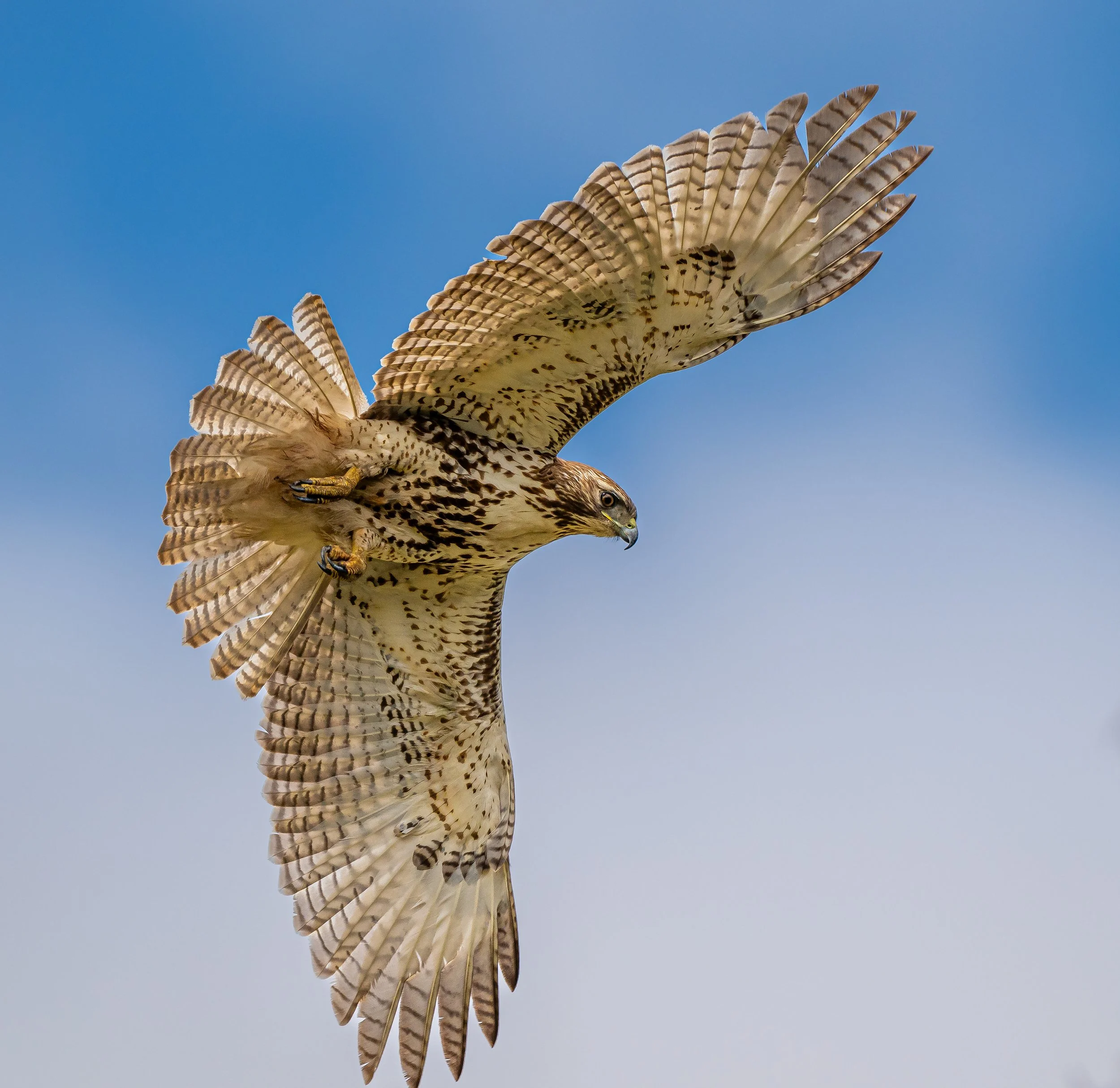 A Red-tailed hawk, a bird of prey/raptor, soaring in a clear blue sky with spread wings in Middlesex County, Ontario. Photo by Terry Parker.