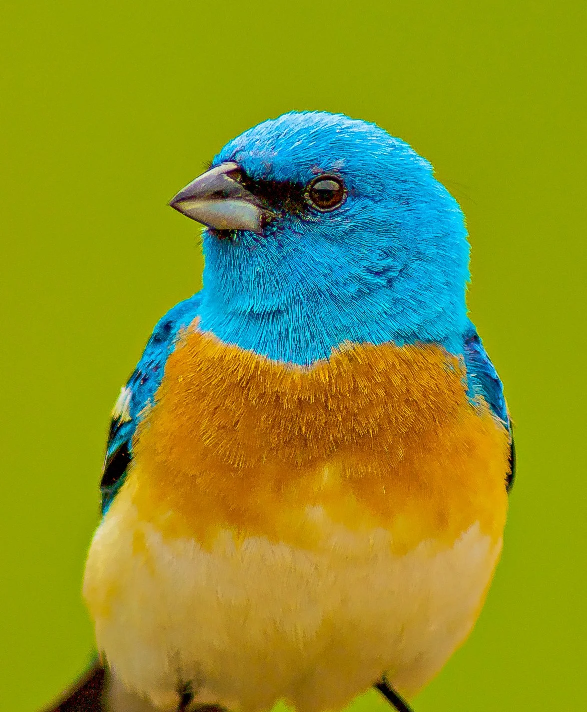 Close-up of a colorful Lazuli Bunting against a green background in Fernie, BC, Canada. Photo by Terry Parker.