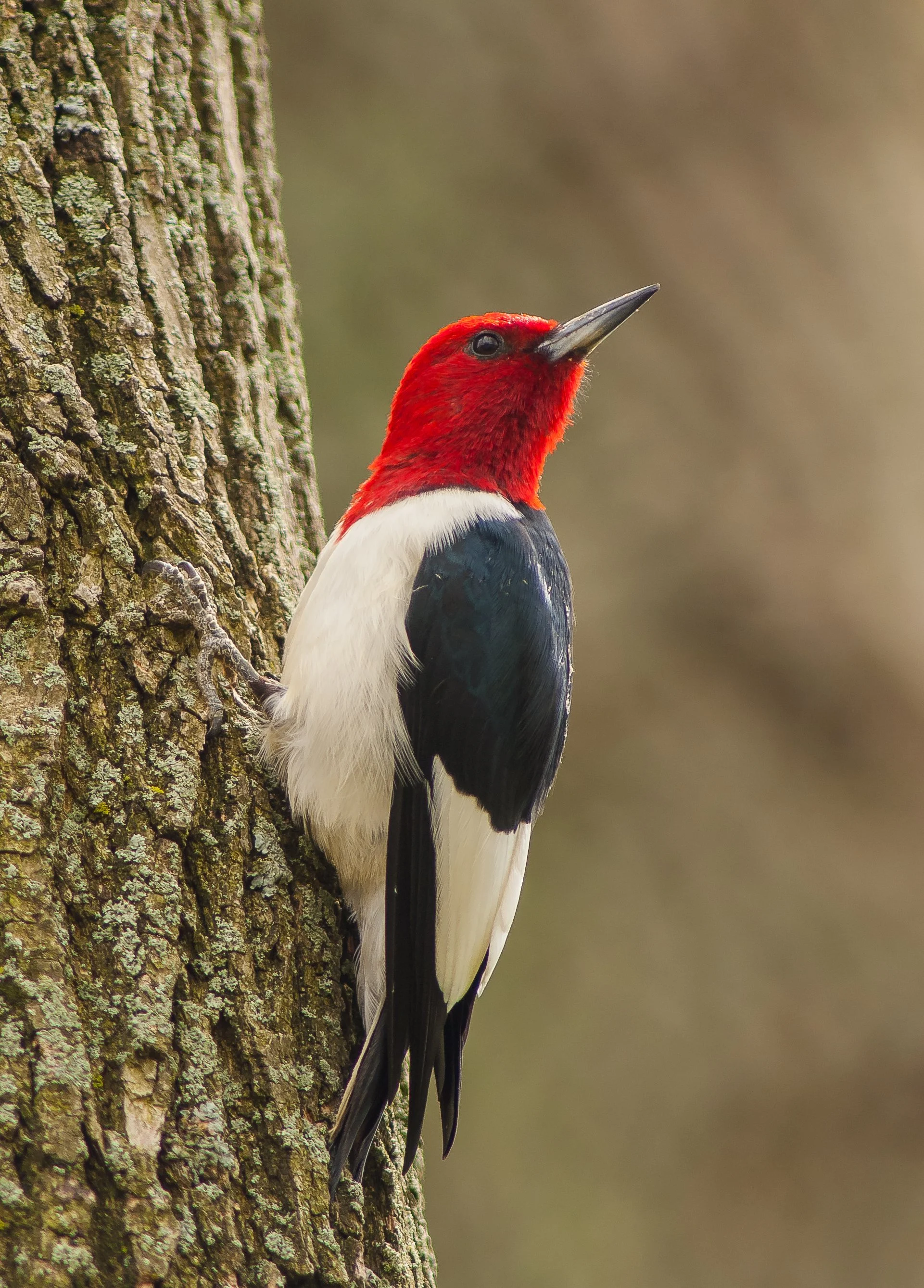 A Red-headed woodpecker with red head, black and white body, perched on a tree trunk in Rondeau Provincial Park, Ontario. Photo by Terry Parker.