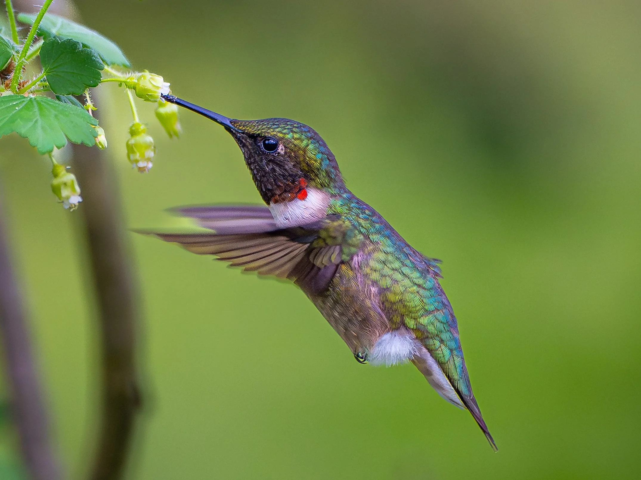 A colorful Ruby-throated hummingbird with iridescent green, blue, and purple feathers hovering near green leaves and small flowers in Point Pelee National Park, Ontario. Photo by Terry Parker.