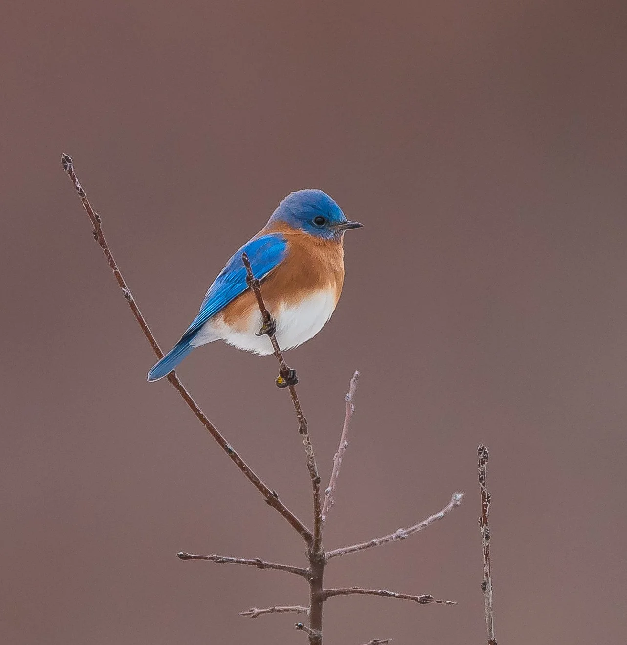 A colorful Eastern bluebird with orange chest perched on a thin branch against a blurred background in Elgin County, Ontario. Photo by Terry Parker.