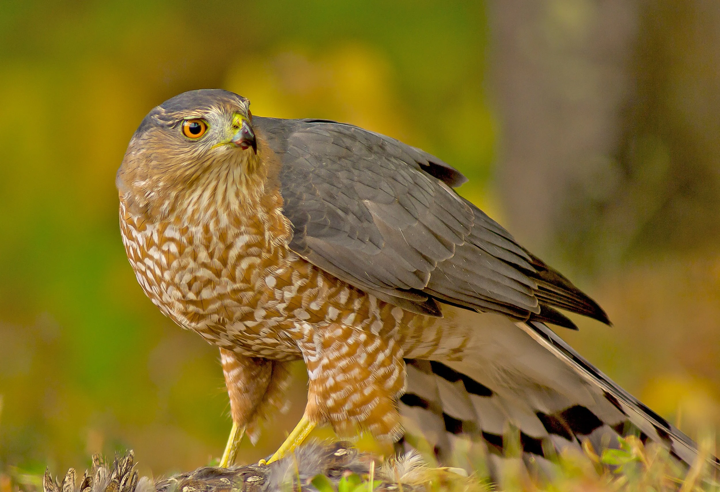 Close-up of a Cooper's hawk with yellow eyes, brown and white-speckled chest, and dark wings, perched on ground with autumn foliage in background in Western Canada. Photo by Terry Parker.