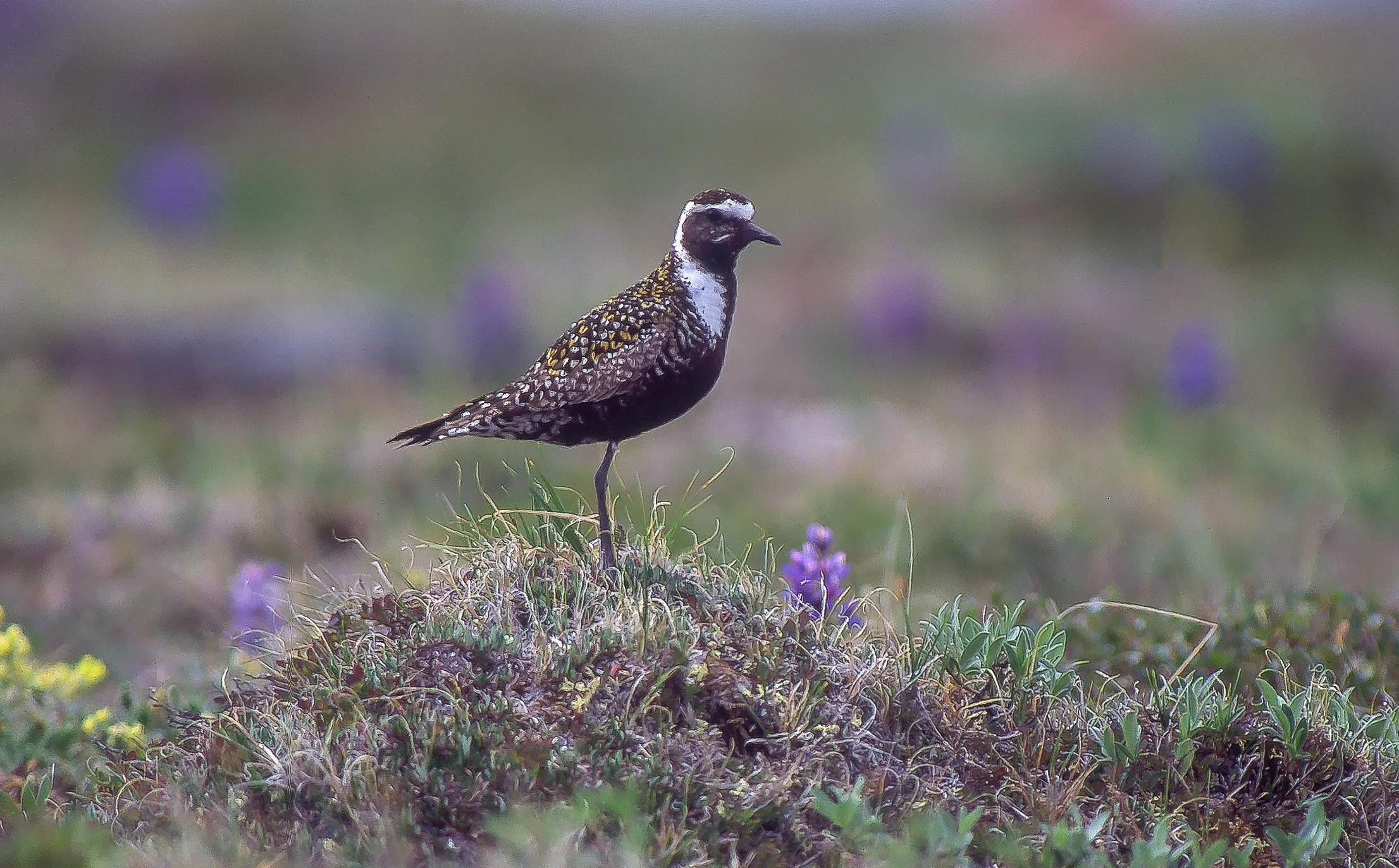 An American Golden Plover featuring black and white and yellow-speckled plumage standing upright on a grassy patch with purple flowers in Central Barren Lands, NWT, Canada. Photo by Terry Parker.