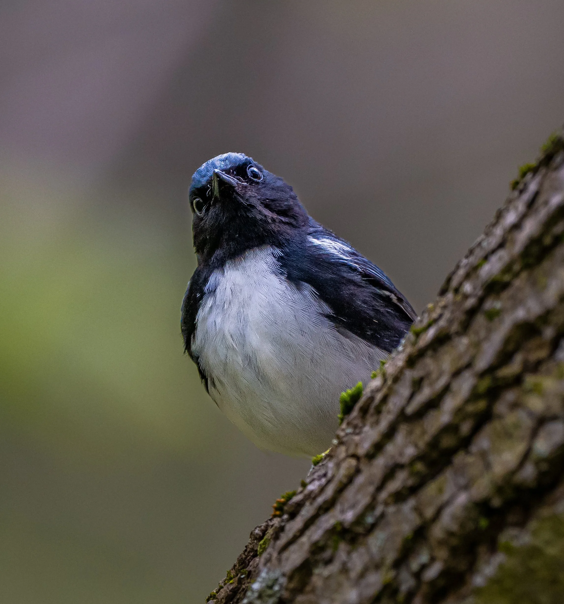 A Black-throated Blue Warbler featuring black and white plumage perched on a tree trunk, looking towards the camera with a slightly tilted head. Taken in Pt. Pelee National Park. Photo by Terry Parker.