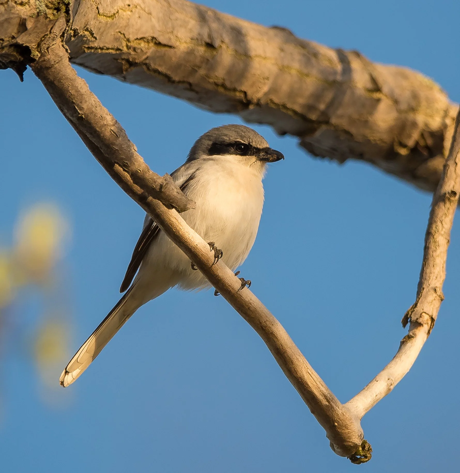 Loggerhead Shrike perched high on an overhead branch in Pt. Pelee National Park. Photo by Terry Parker.
