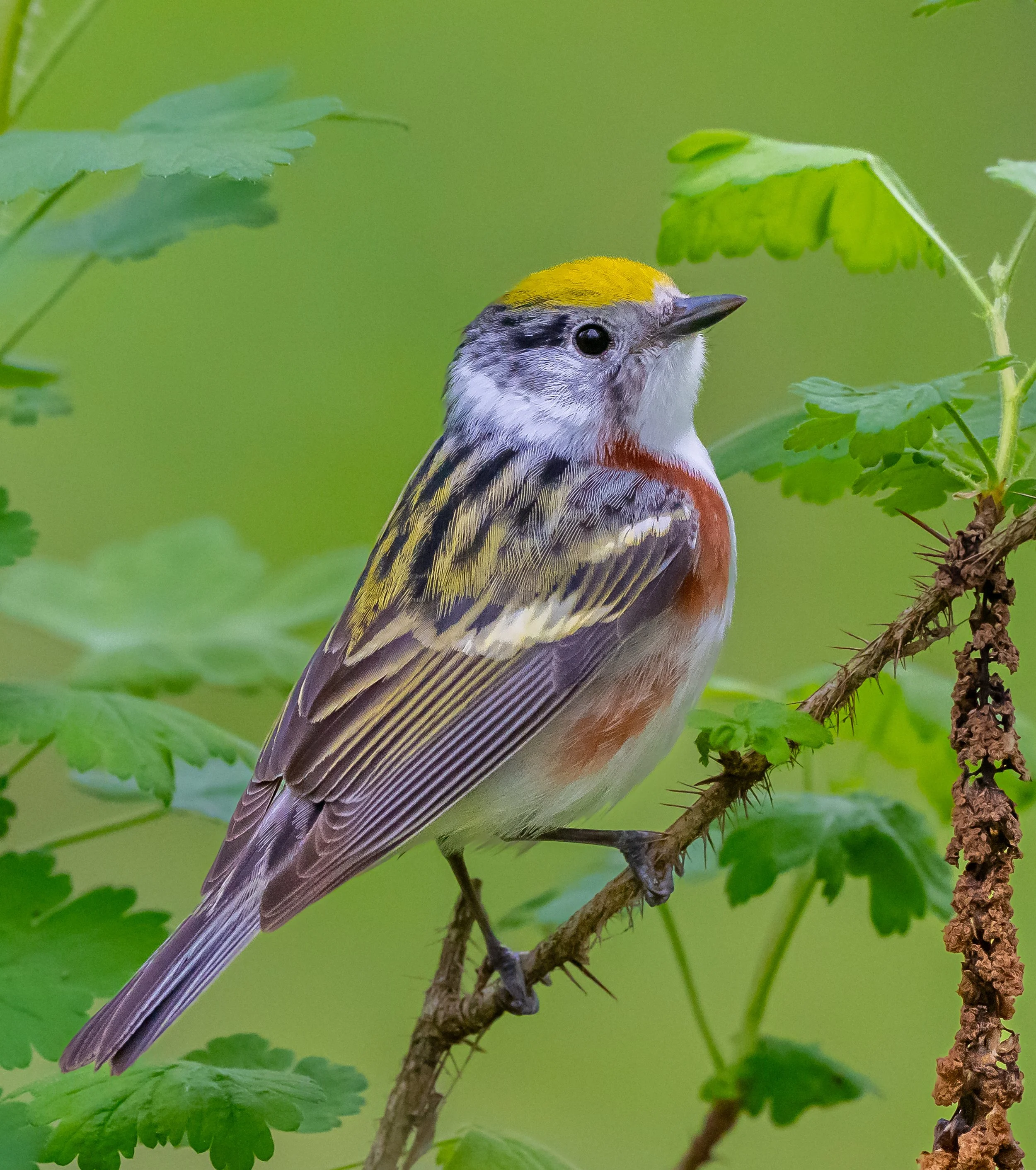 A Chestnut-sided Warbler perched on a branch with green leaves in Pt. Pelee National Park. Photo by Terry Parker.
