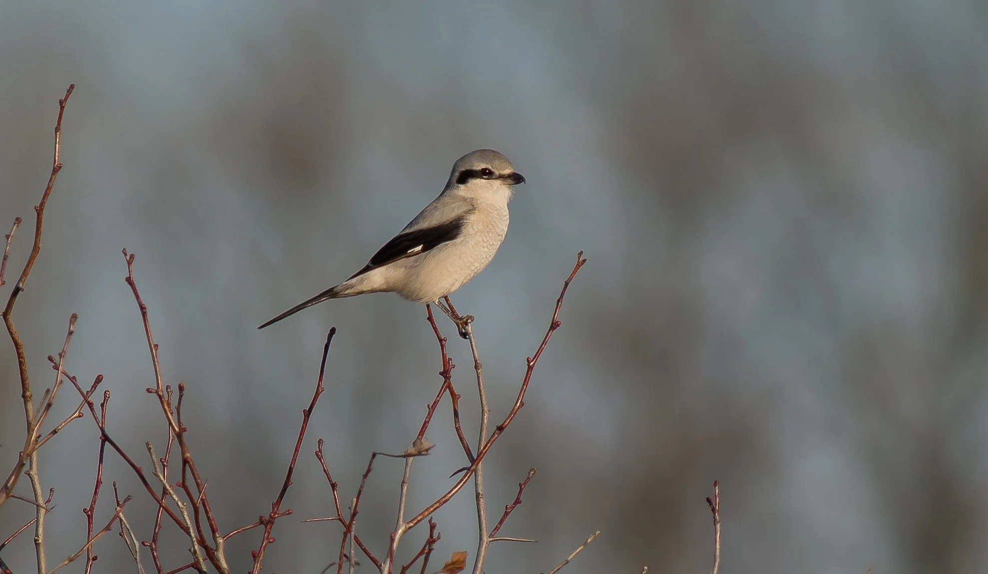 A Northern Shrike with beige and black plumage perched on a thin, leafless branch against a blurry background in Oxford County, Ontario. Photo by Terry Parker.