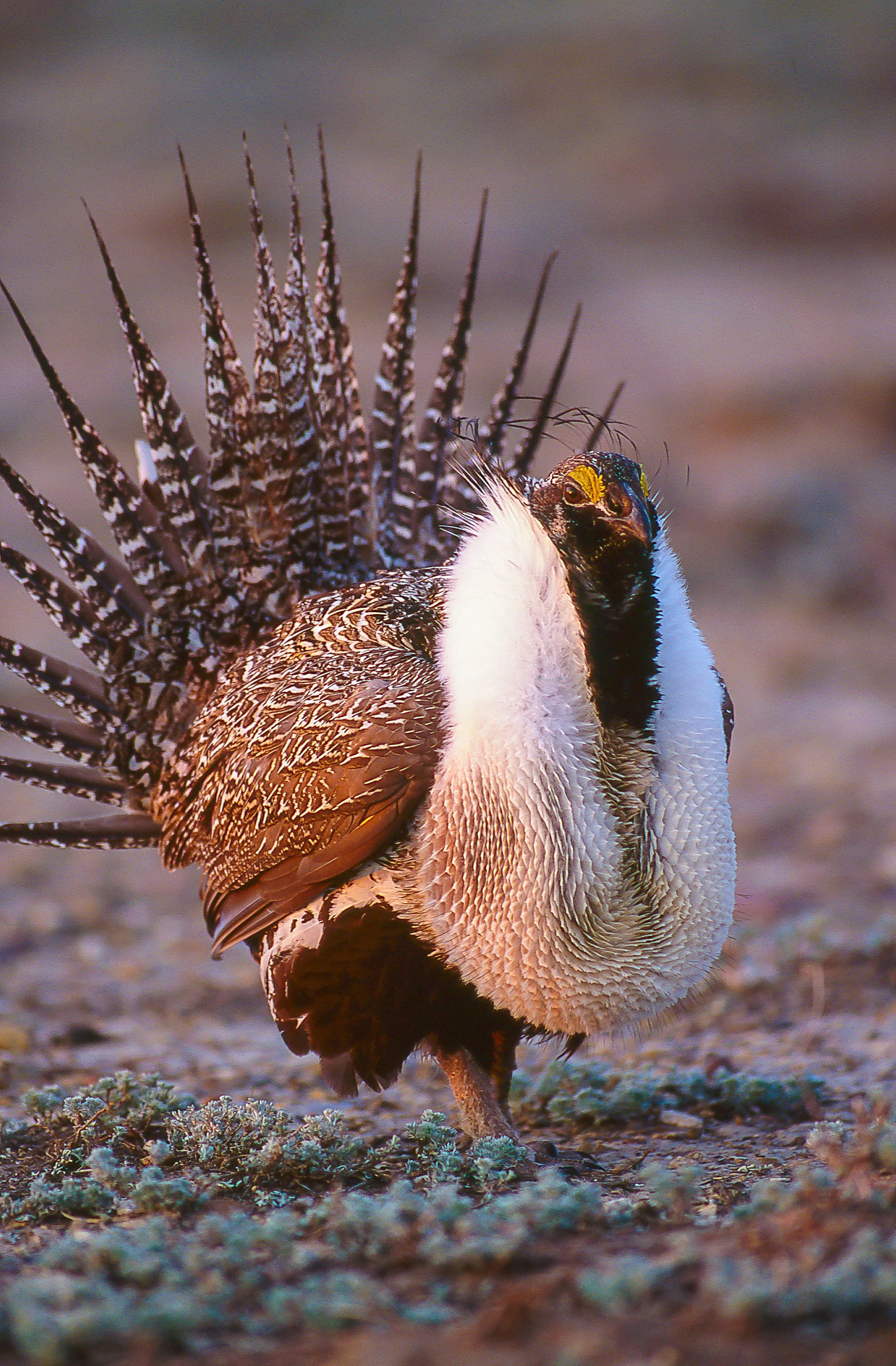 A male Greater Sage-Grouse displaying fan-shaped tail feathers and vibrant plumage in a natural environment. Photo by Terry Parker.