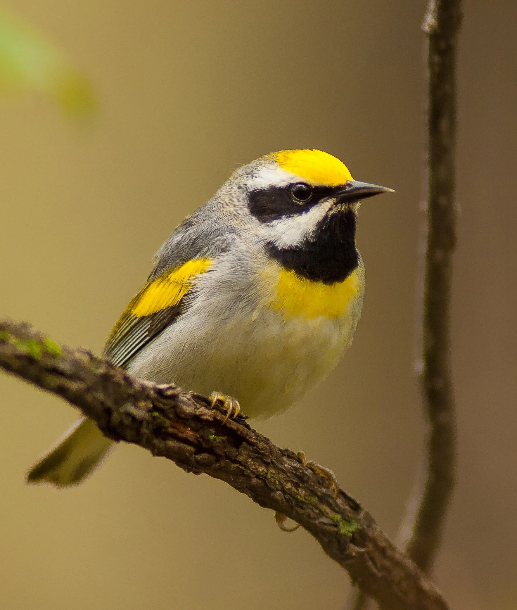 A male Golden-Winged Warbler perched on a tree branch, with yellow and black markings on its head and wings. Photo by Terry Parker.