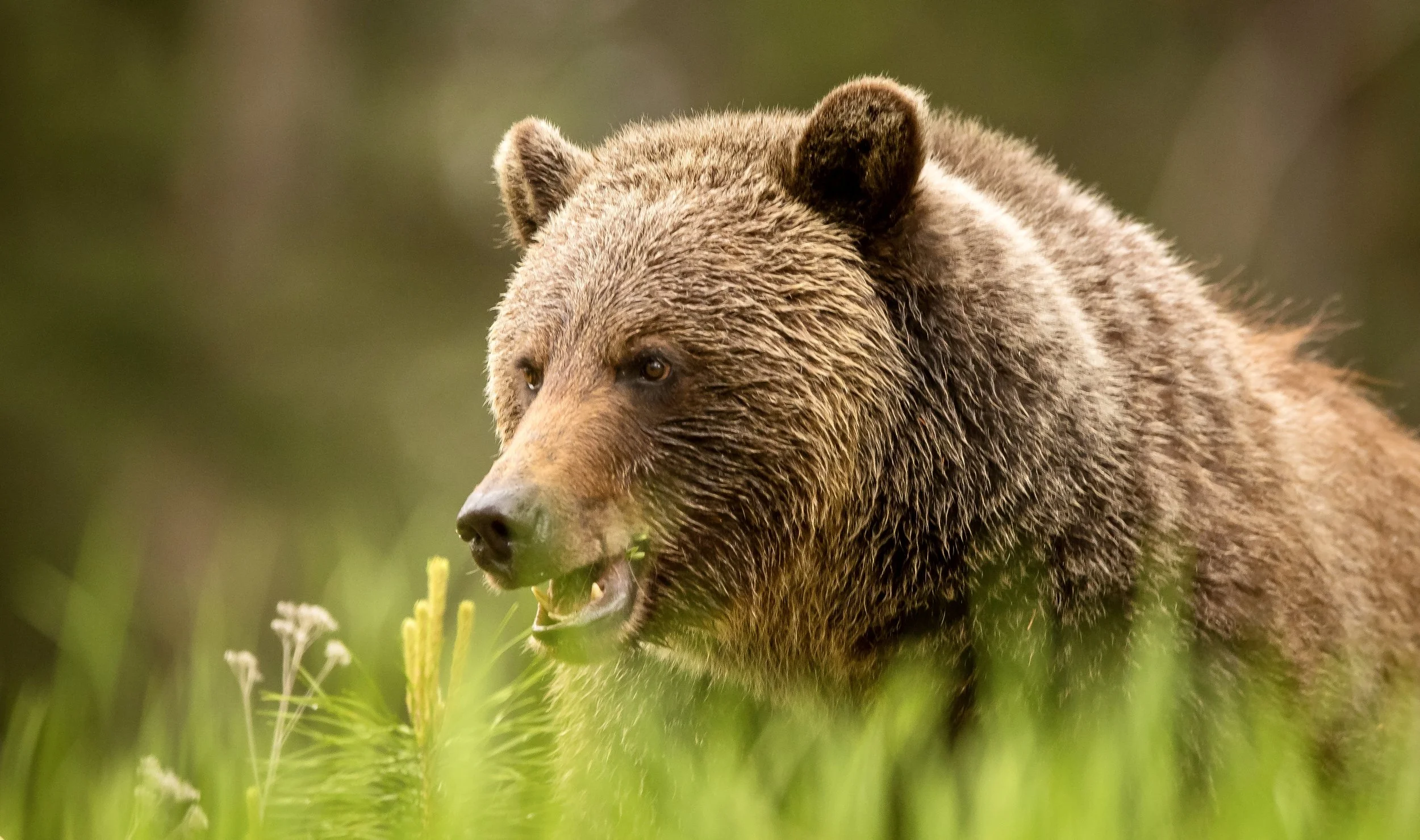 A brown bear walking through a grassy area with blurred green background. Photo by Terry Parker.