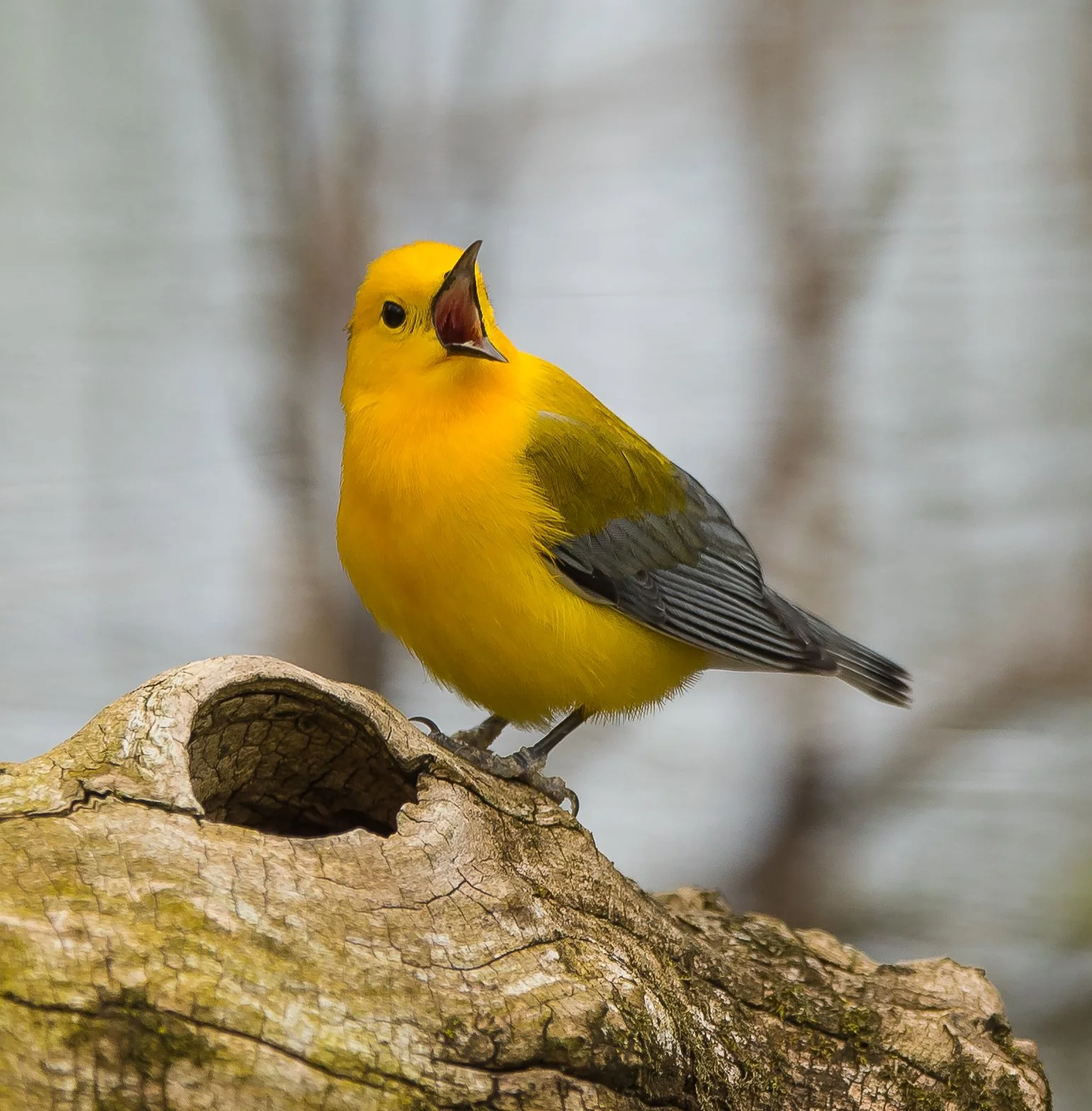 A Prothonotary Warbler perched on a tree branch, singing with its beak open. Photo by Terry Parker.