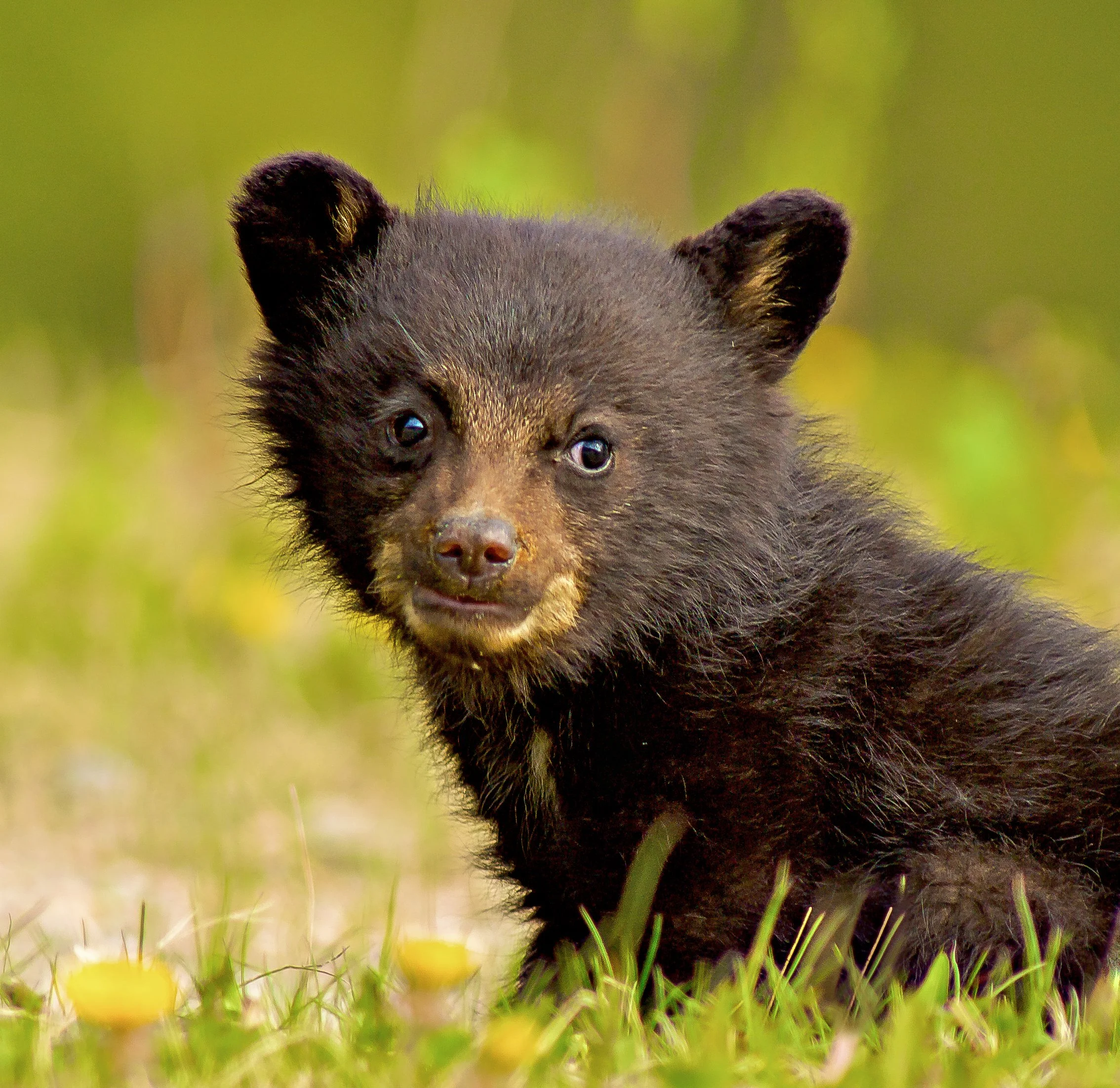 A young black bear cub sitting in grass with yellow flowers, looking at the camera. Photo by Terry Parker.