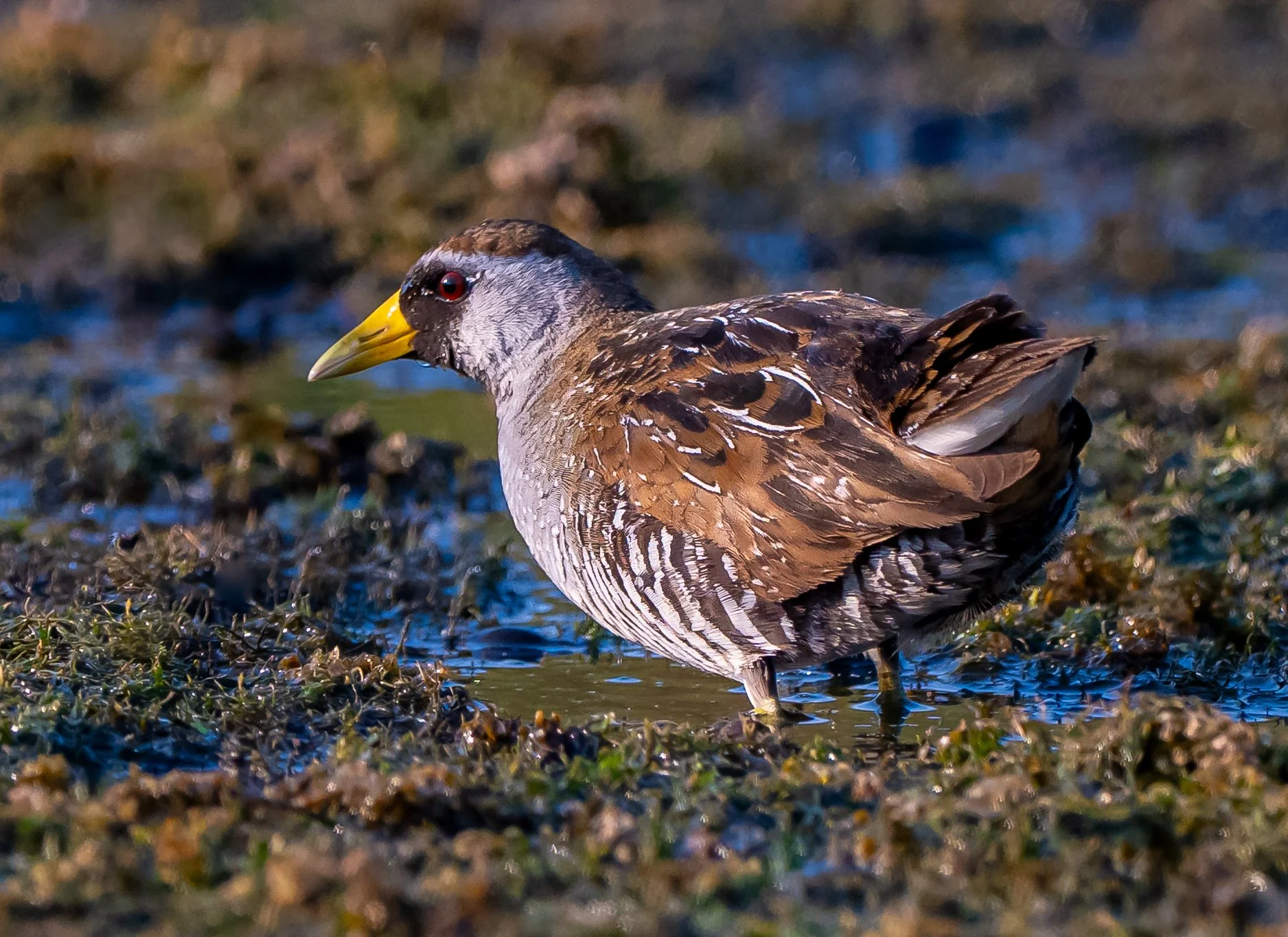 An elusive Sora with yellow-beak and dark markings on its head, standing in shallow water and full sun in a muddy wetland in South-West Oxford, Ontario. Photo by Terry Parker.