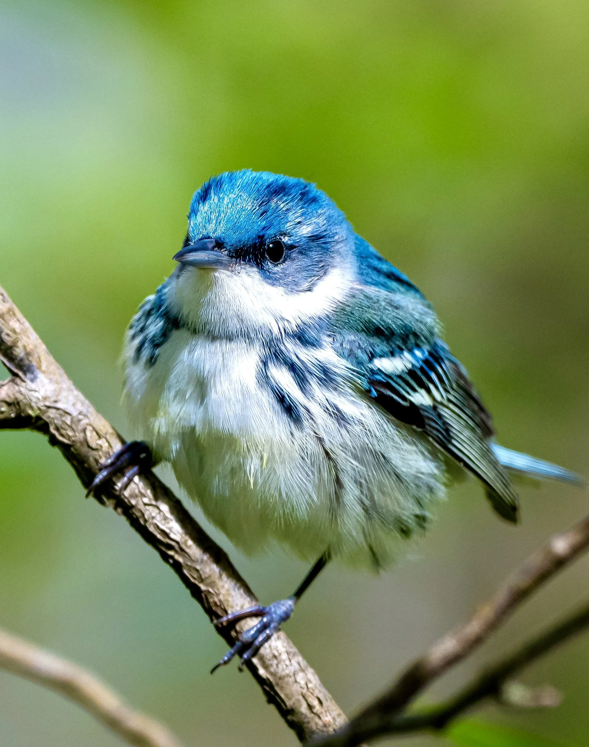 Brilliant blue Cerulean Warbler posing on a small branch, taken in Pt. Pelee National Park. Photo by Terry Parker.
