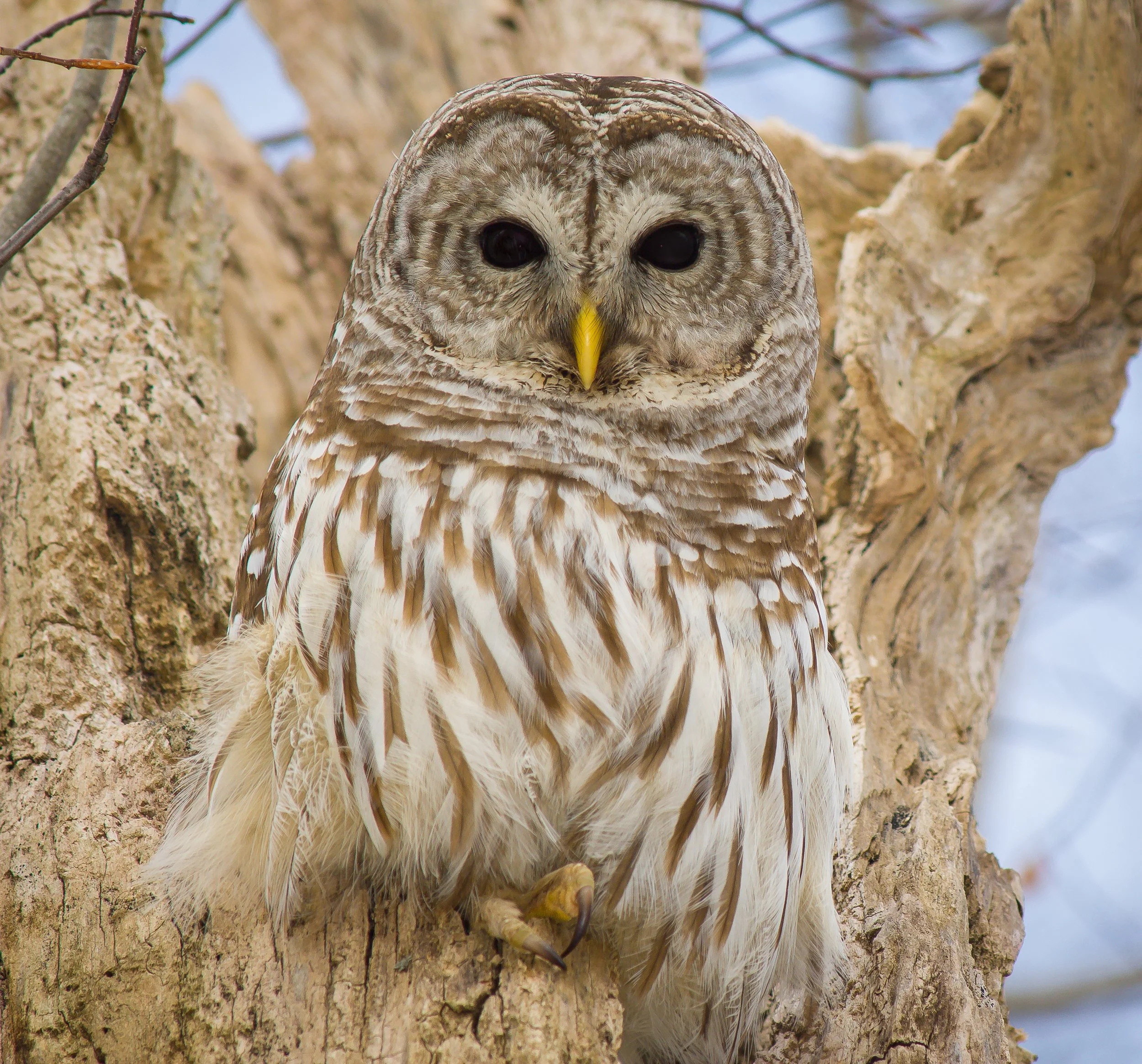 Close-up of a Barred Owl perched on a tree trunk with its head facing forward. Photo by Terry Parker.