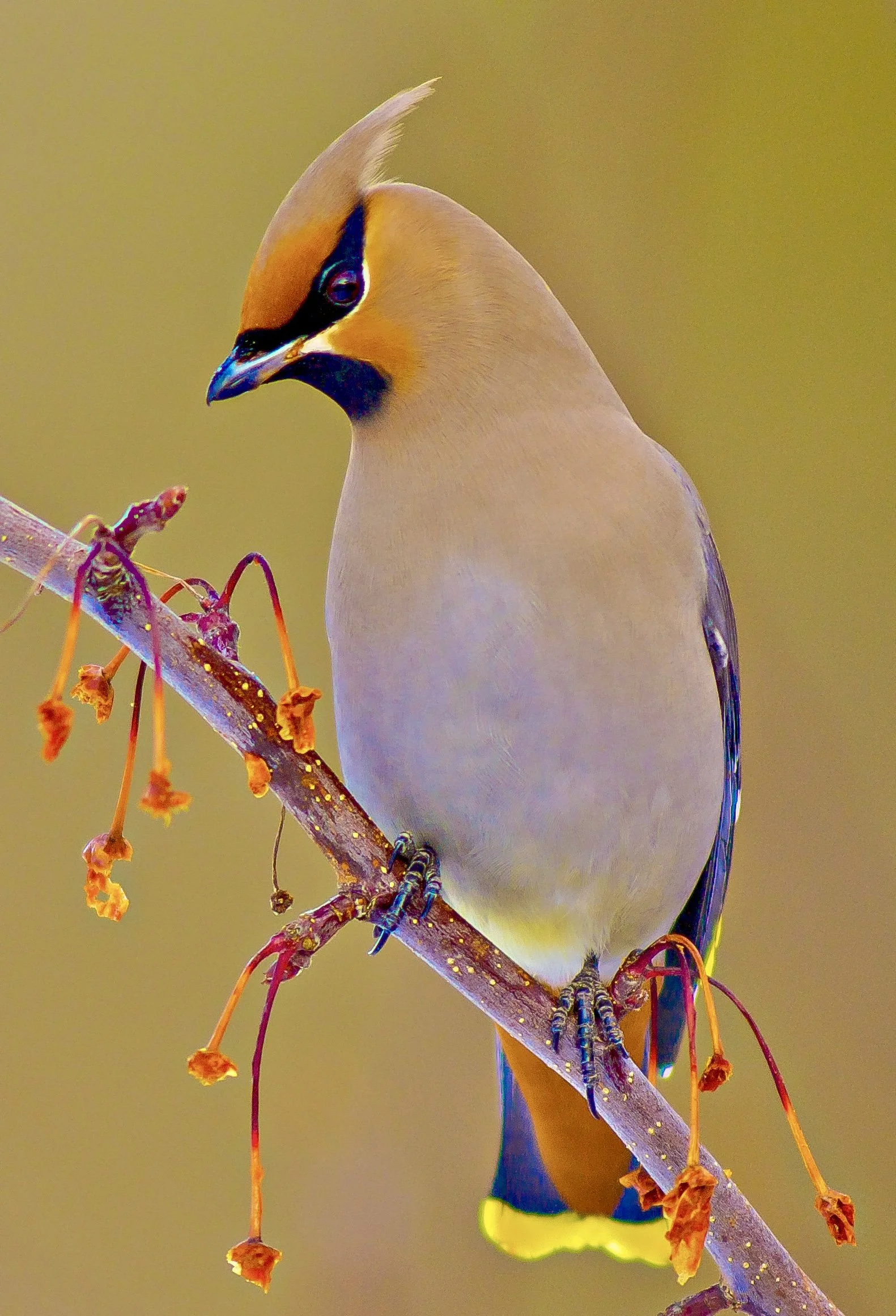 Bohemian Waxwing perched on branch in Fernie, BC in winter. Photo by Terry Parker