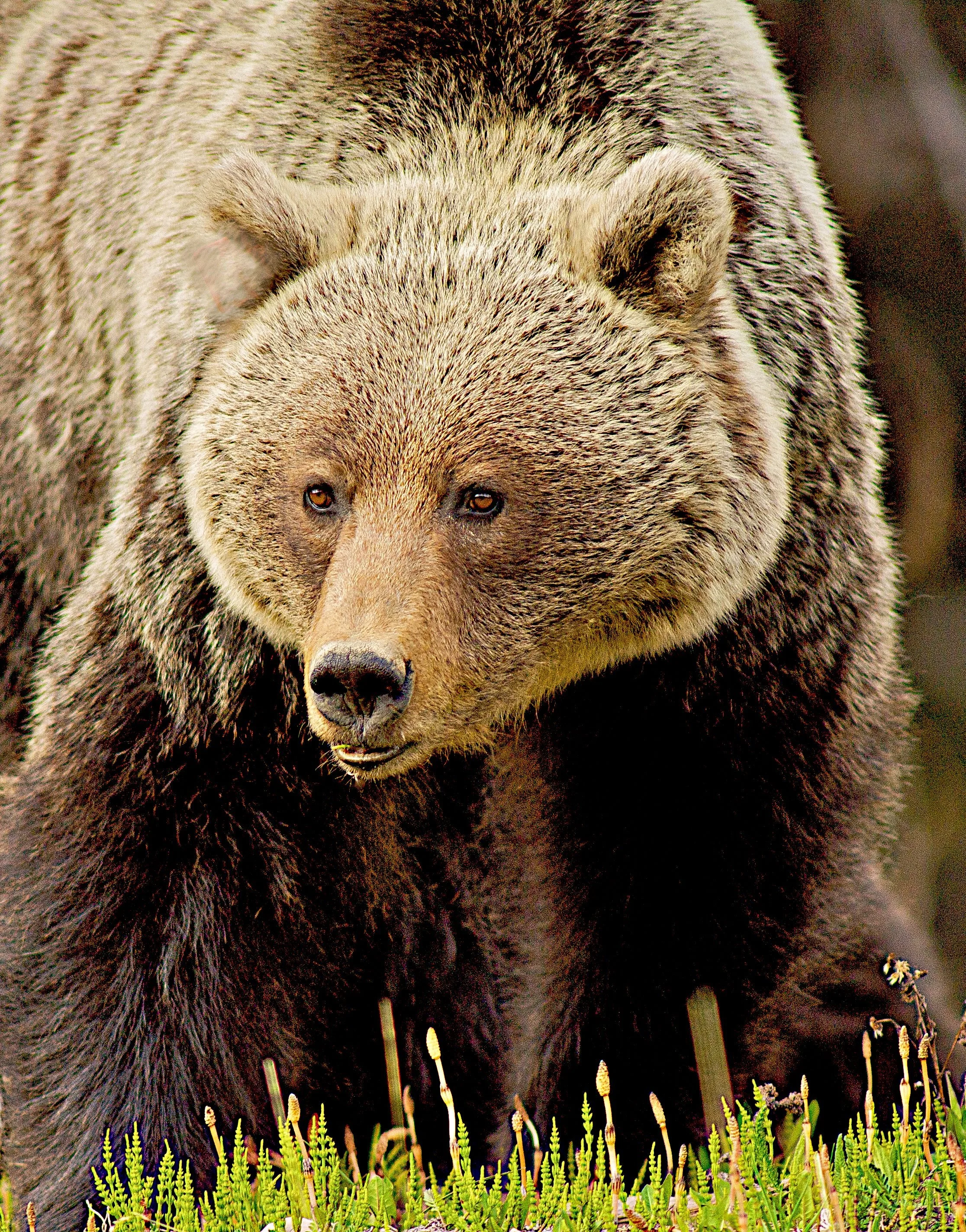 Close-up of a Grizzly bear standing in a grassy area. Photo by Terry Parker.