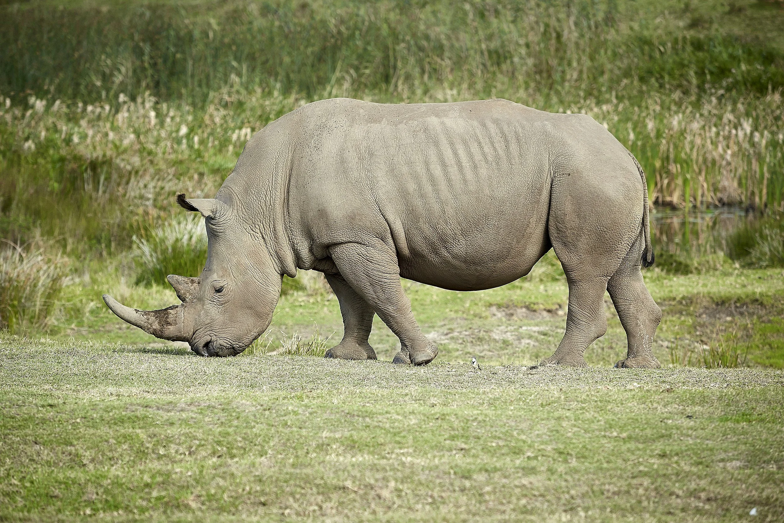 RHINO RHINO