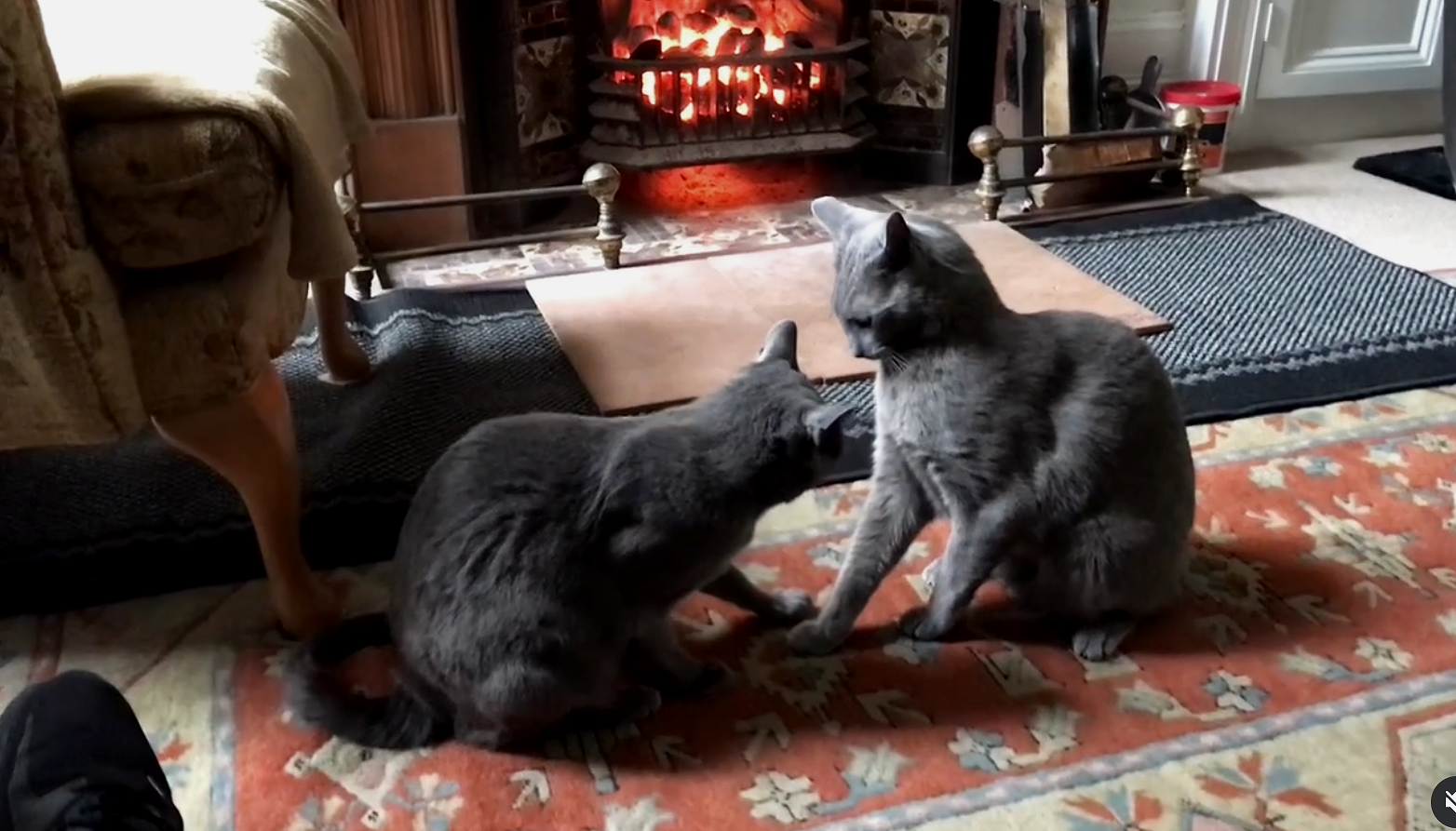 Two gray cats sitting on a patterned orange and beige rug in front of a lit fireplace in a cozy living room.
