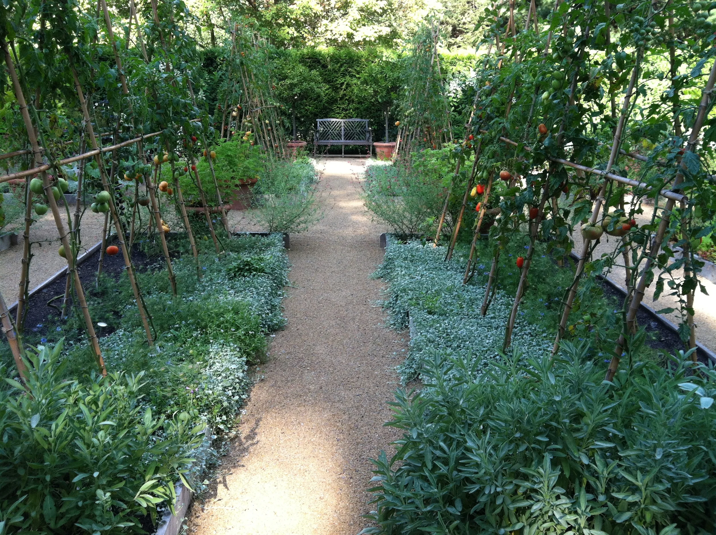 A garden path with tomato plants on trellises on either side, surrounded by various green plants and flowers, leading to a black metal bench at the end.