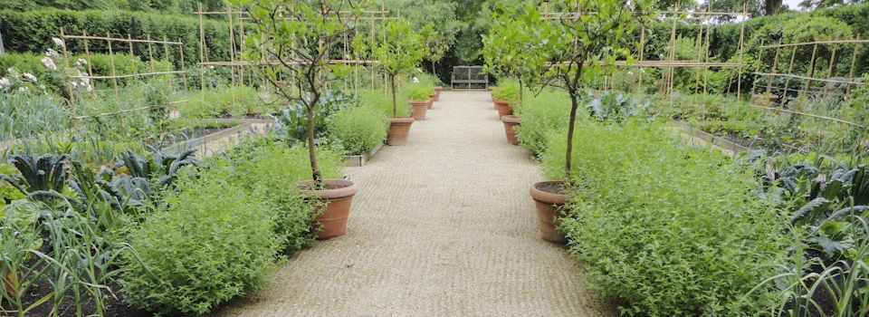 A garden pathway with young trees in large pots and lush green plants on either side, with a bench at the end.