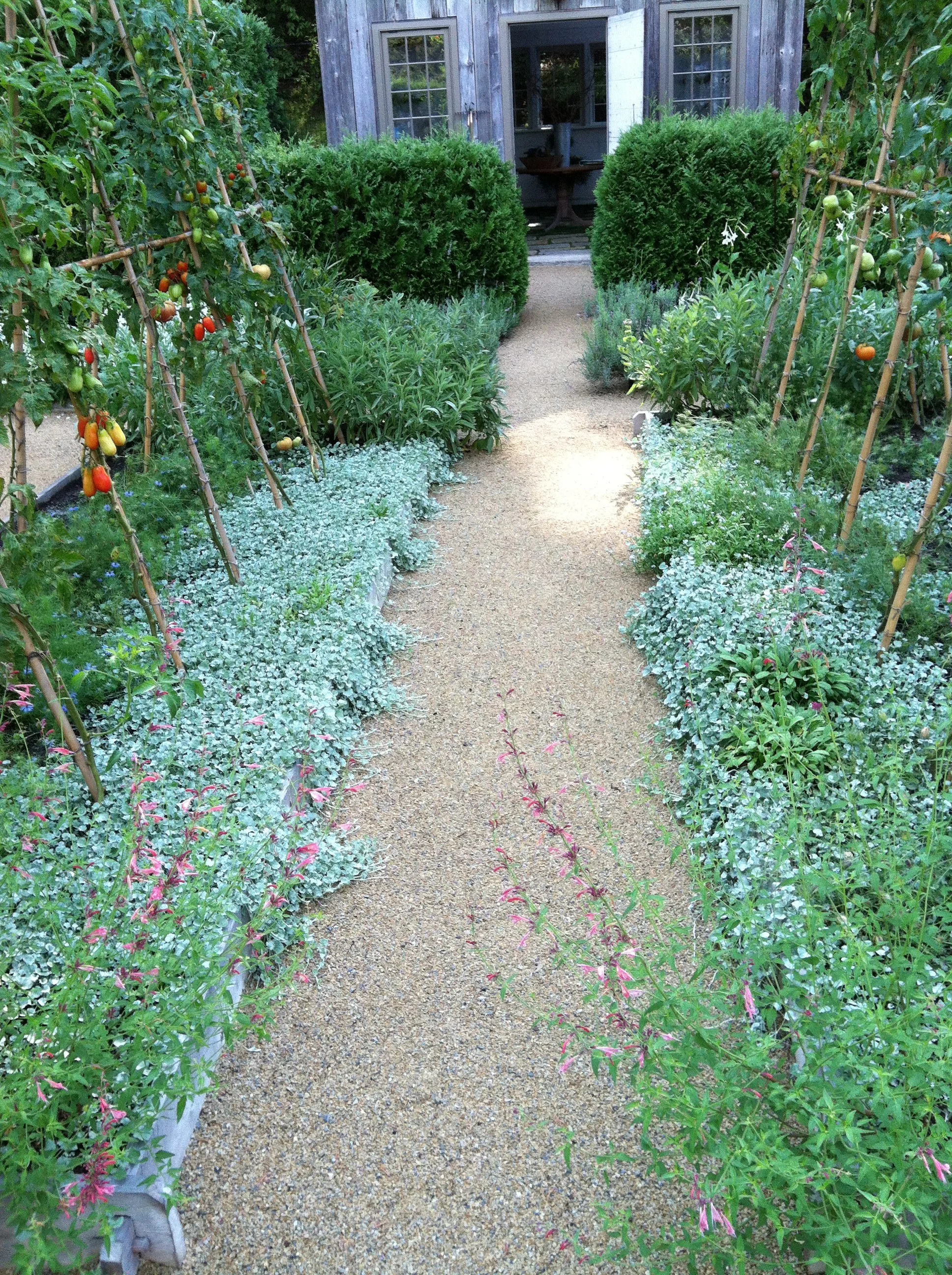 A garden pathway leading to a rustic shed with a door and windows, lined with lush green plants, tomato cages with tomatoes, and flowering plants on both sides.