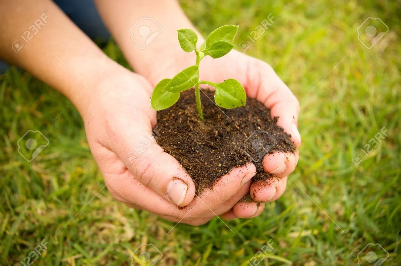 2530979-hand-holding-a-green-plant-on-soil-Stock-Photo-hands.jpg
