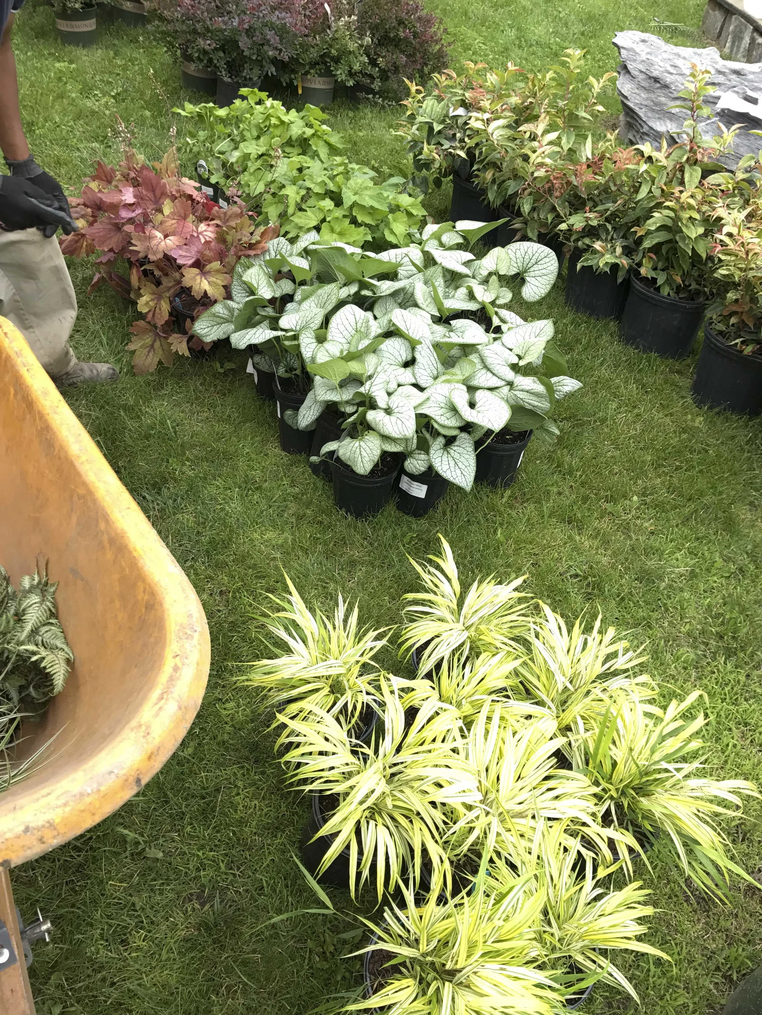Various potted plants displayed on grass, including green, variegated, and purple-leaved plants, with a wheelbarrow partially visible on the left.