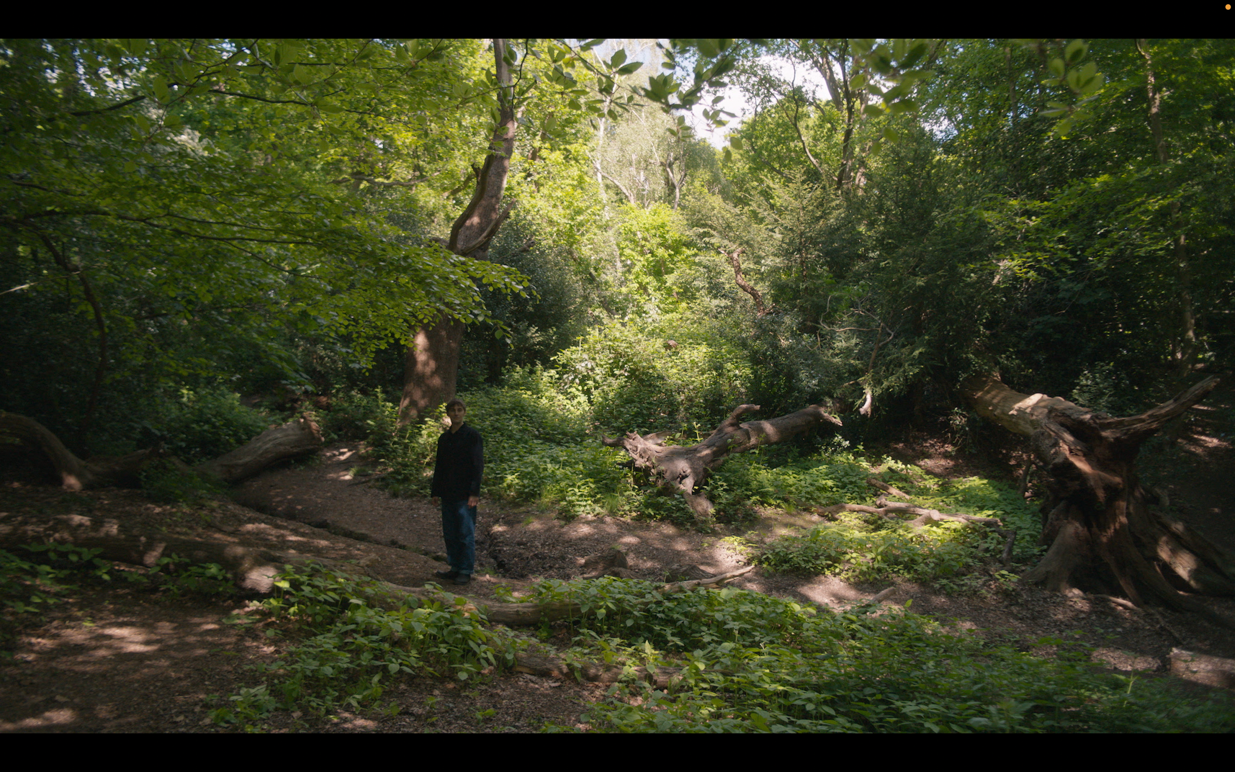 A person standing on a dirt trail in a lush green forest with trees, bushes, and large fallen tree logs.