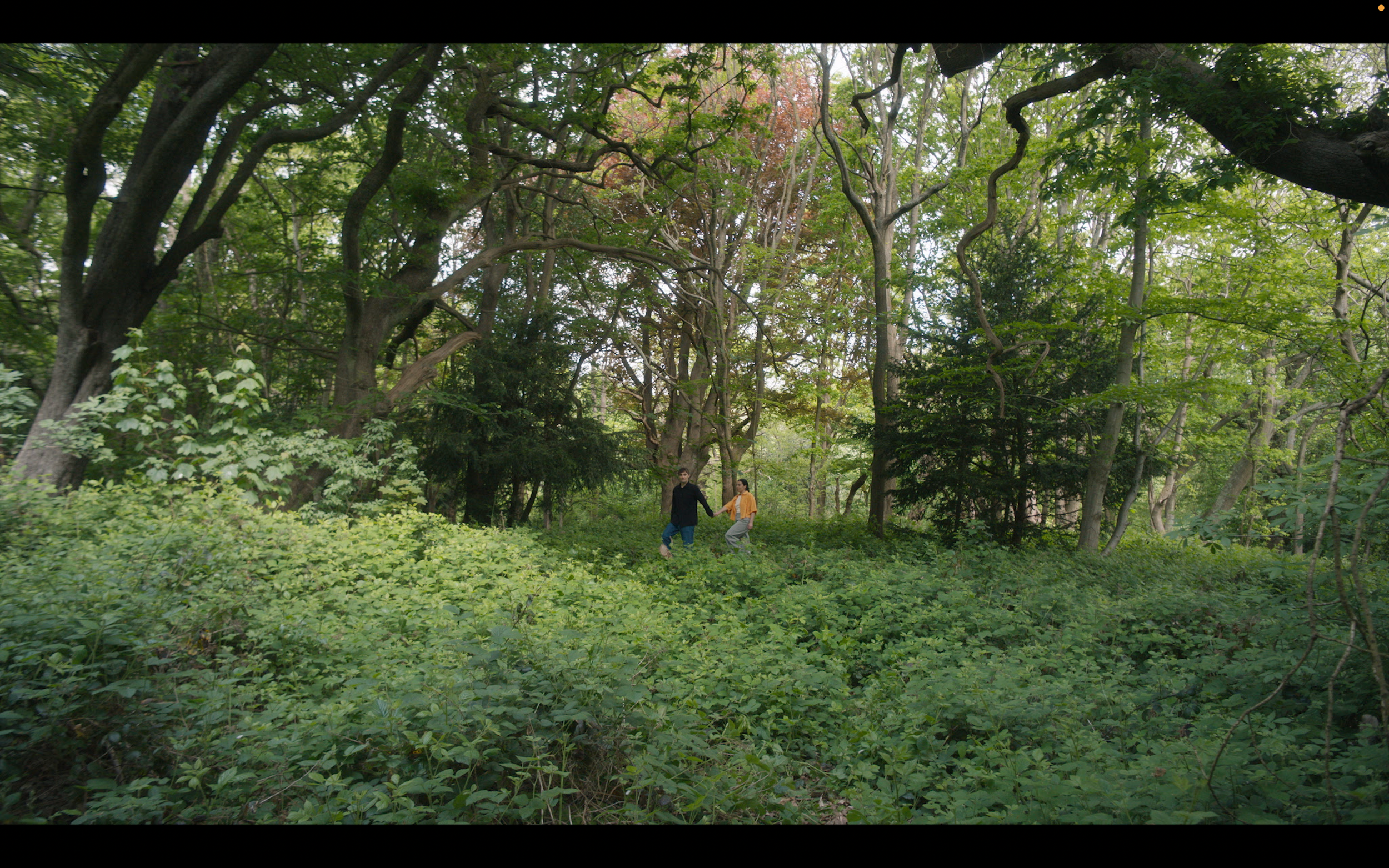 Two people walk through a lush green forest holding hands.