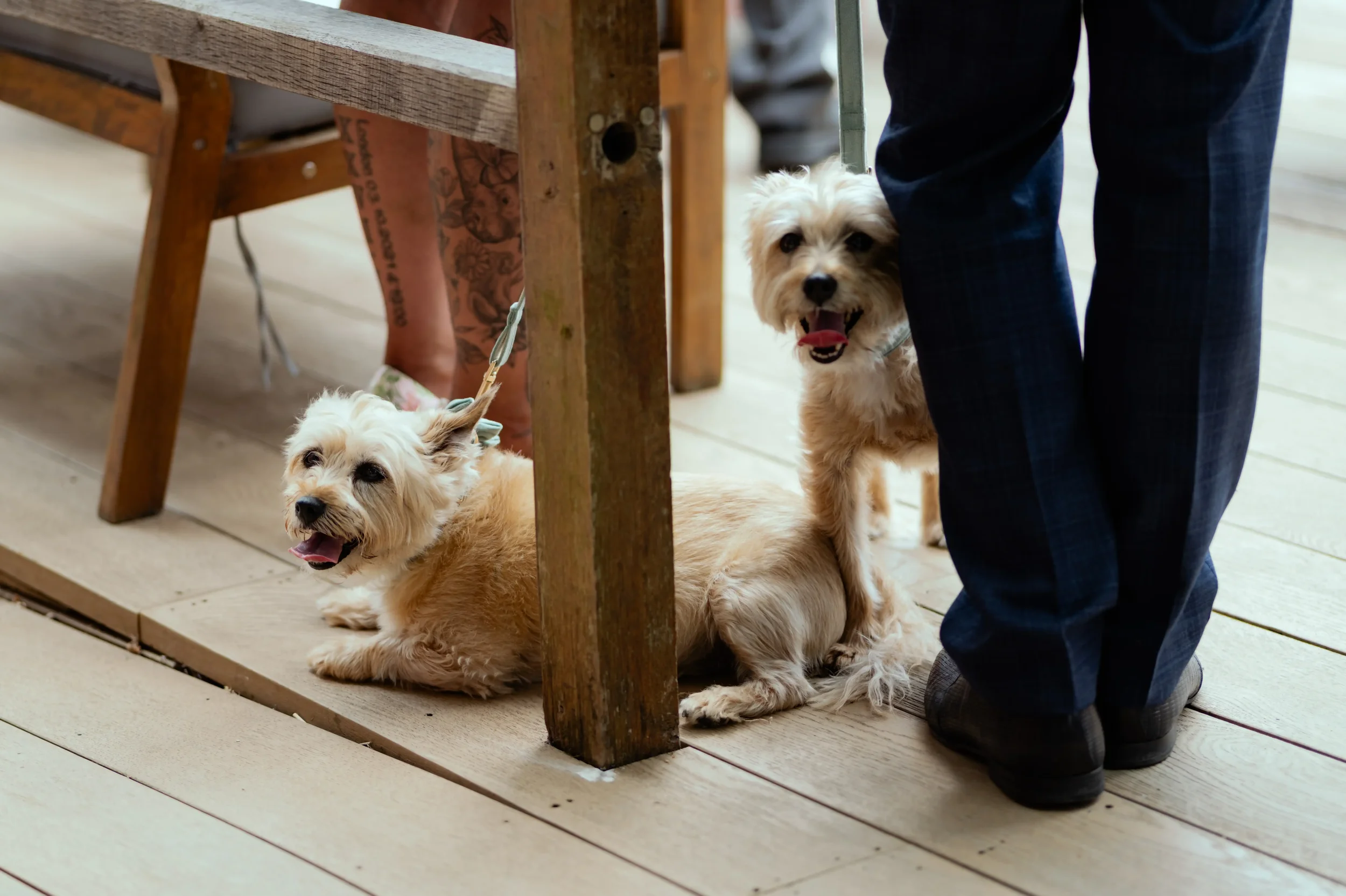 Two small cream-colored dogs sitting on a wooden floor under a table, with a person standing nearby. One dog is lying down with its tongue out, and the other is sitting and looking at the camera, also with its tongue out.