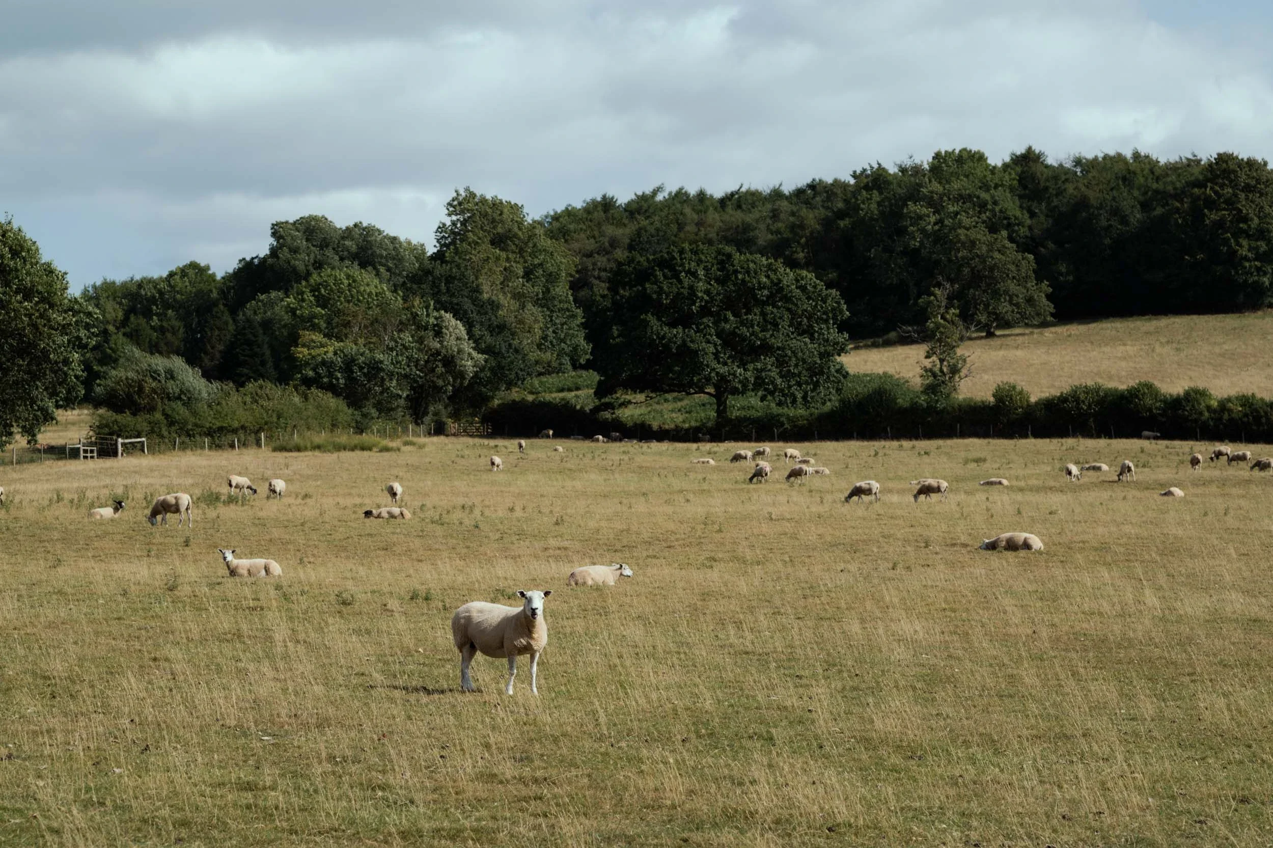 A sheep grazing in a grassy field with more sheep in the background and a line of trees under a cloudy sky.