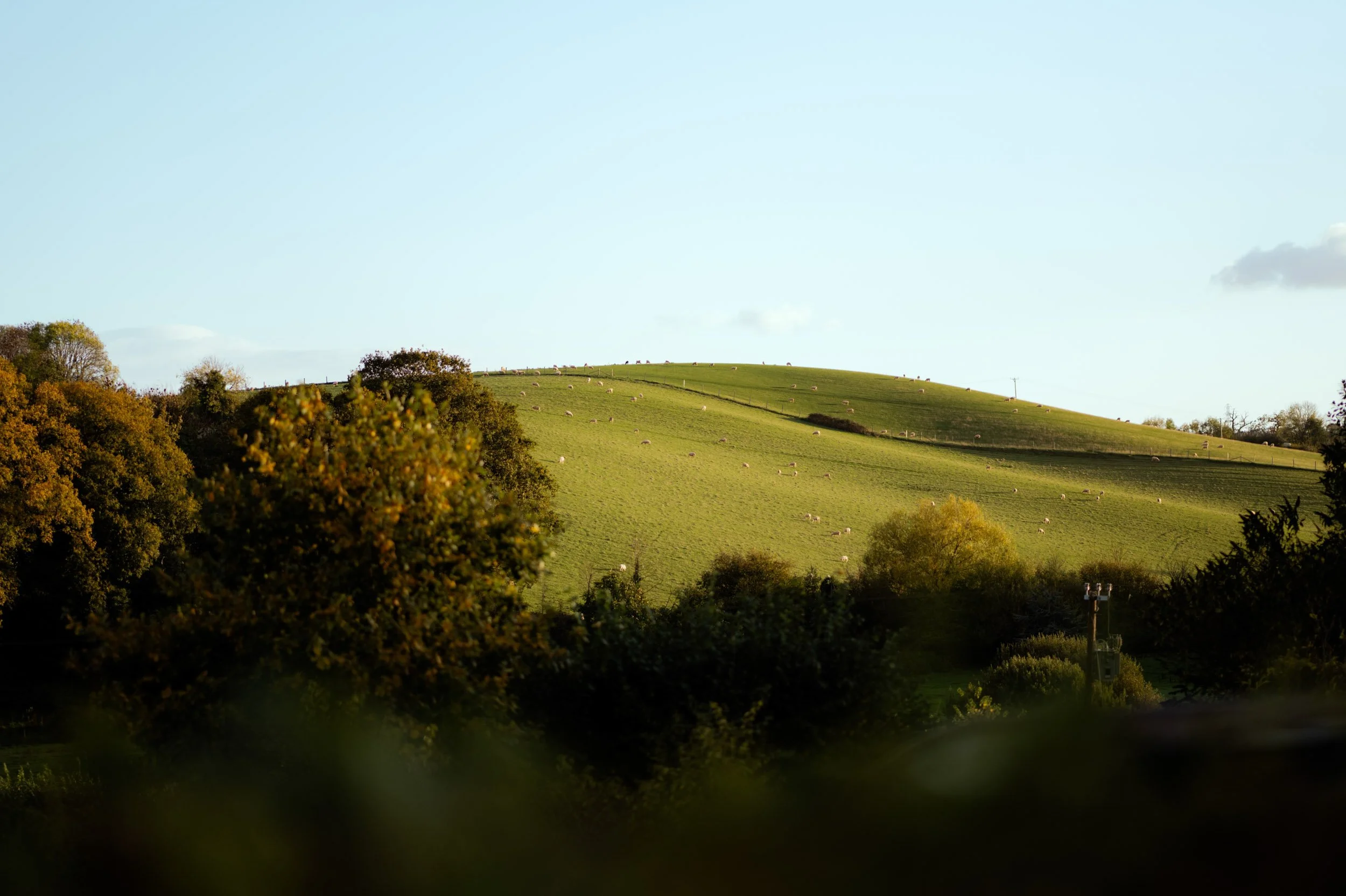 Green rolling hills with grazing sheep, trees in the foreground, and a blue sky with a few clouds.